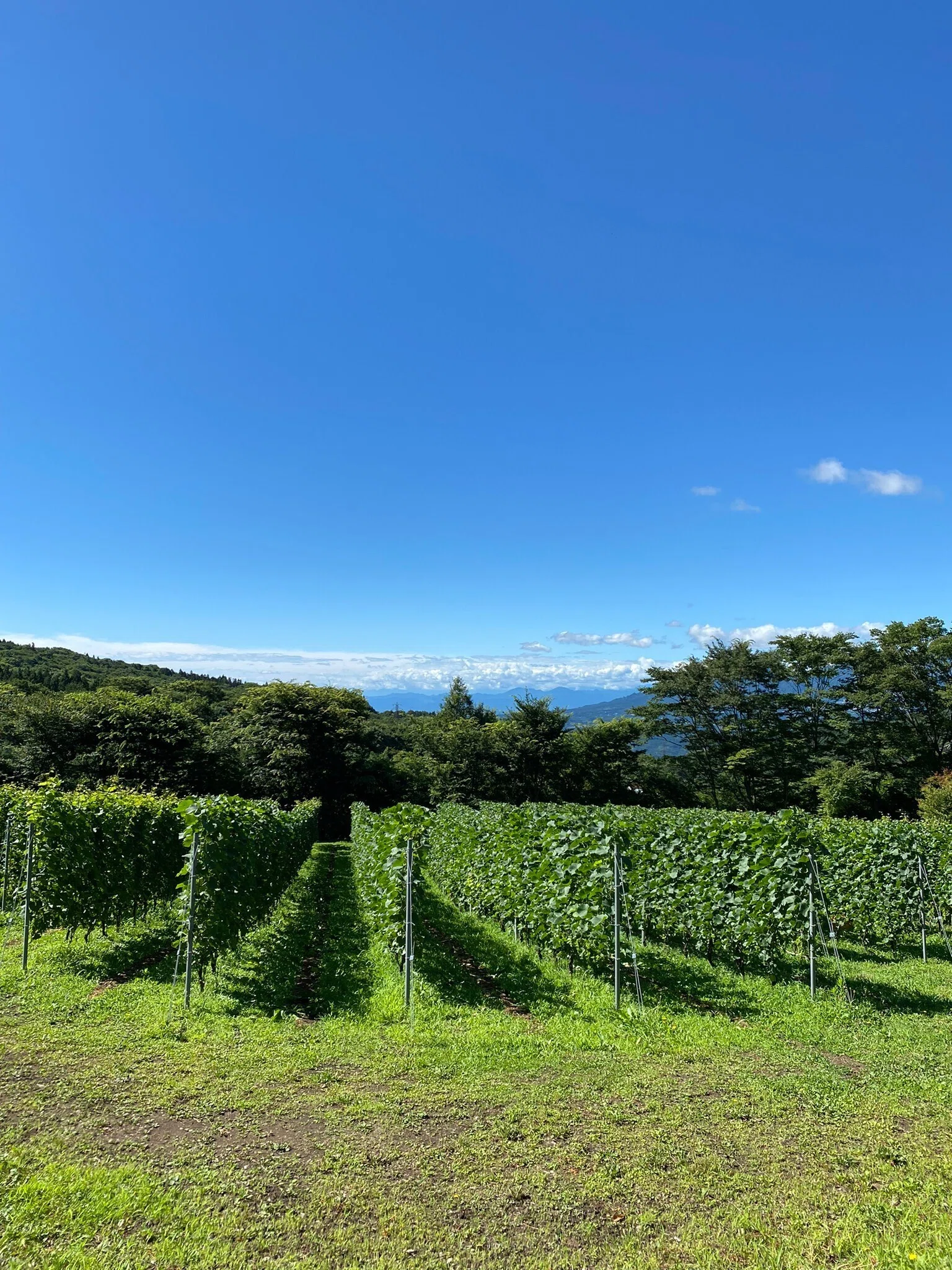 ワインとは無縁の高山村に移住。ブドウの栽培から醸造までを行う