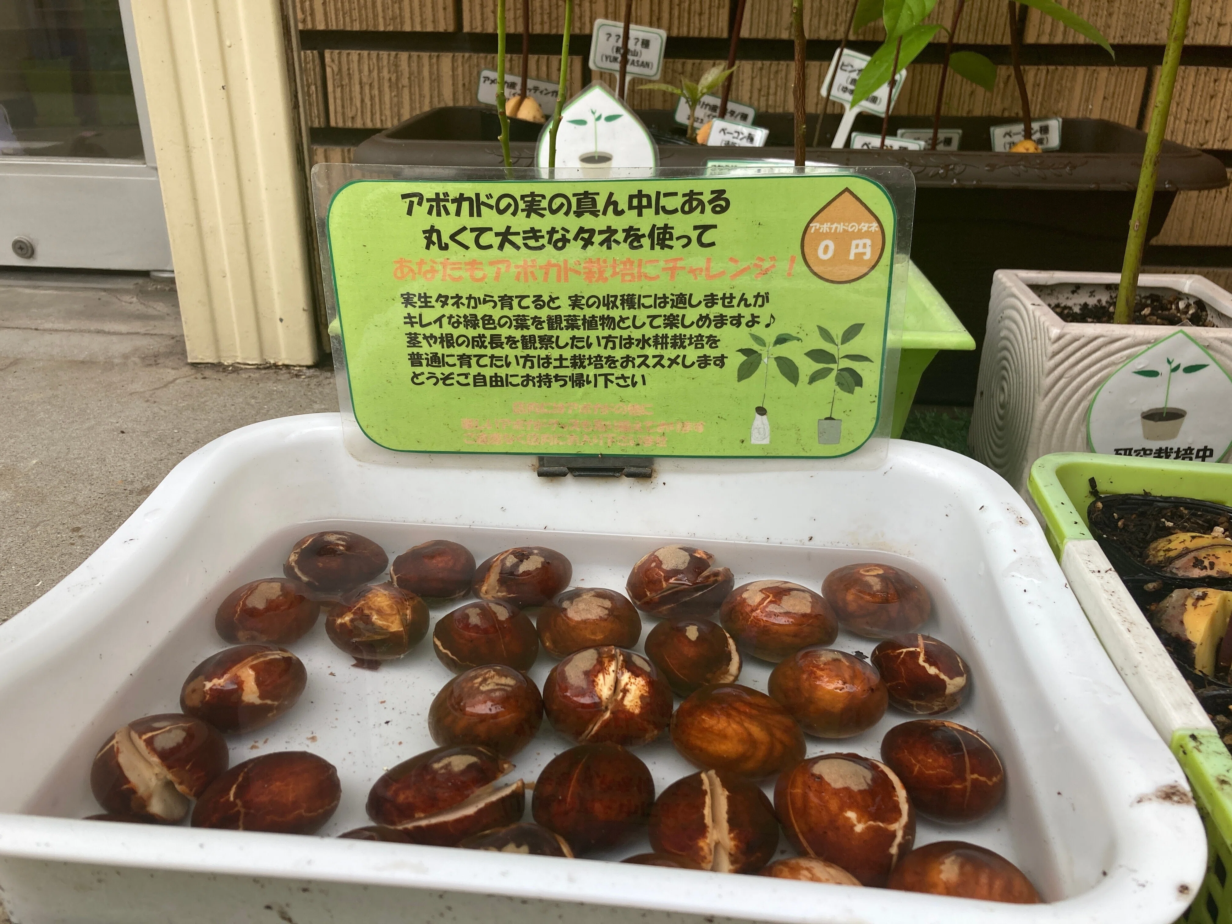 あぼかどやさんとアボカドの記録｜ユカ