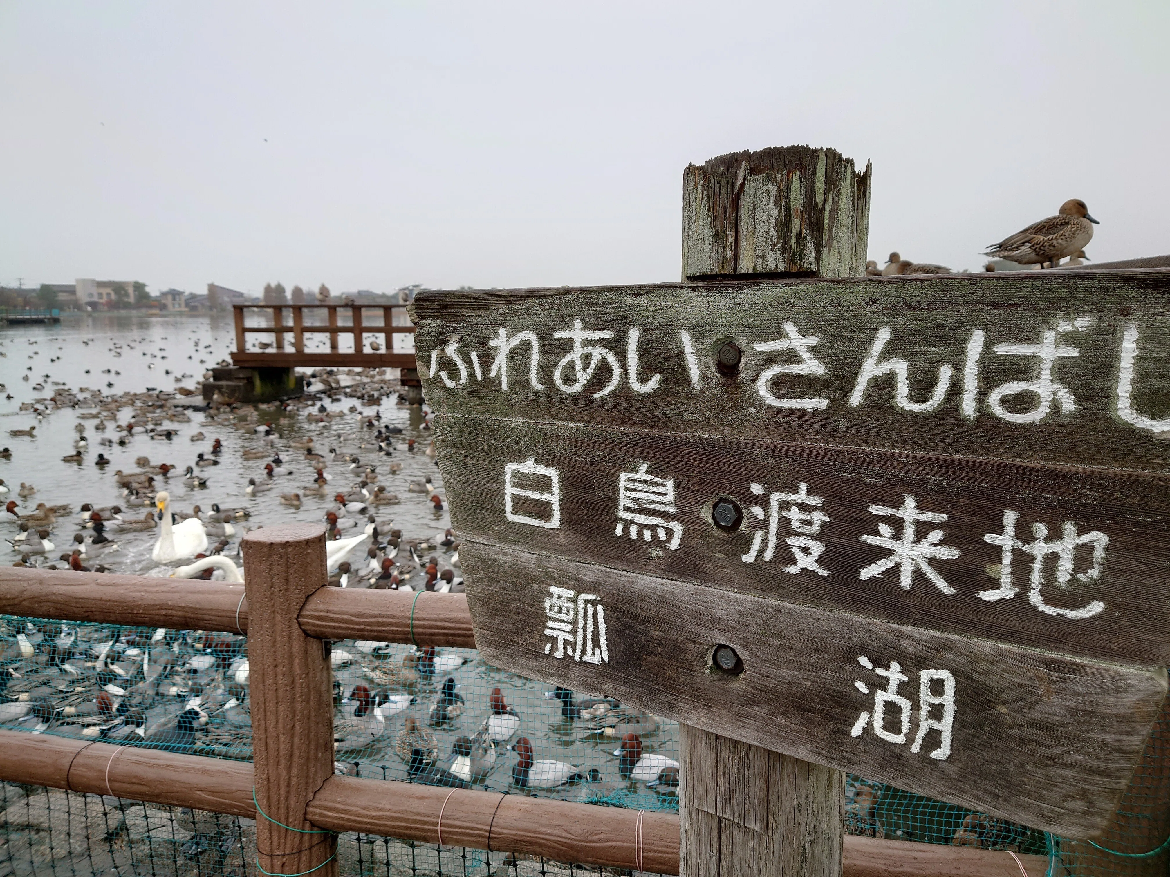 白鳥少なめ、鴨多め@阿賀野市 瓢湖｜のぶこ