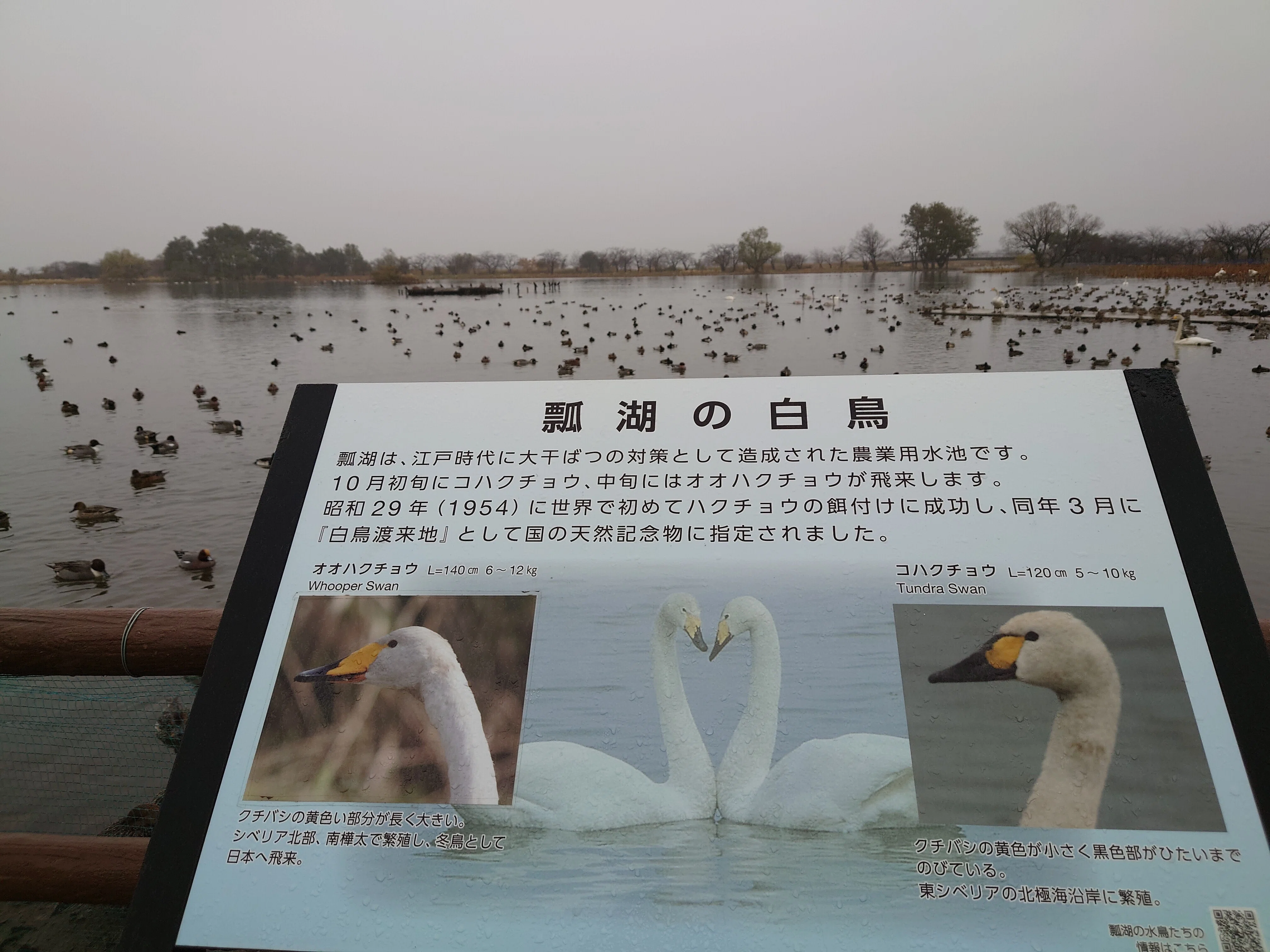 白鳥少なめ、鴨多め@阿賀野市 瓢湖｜のぶこ