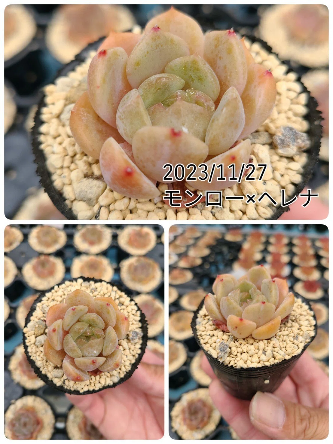エケベリア品種紹介 その1｜midoritoridori