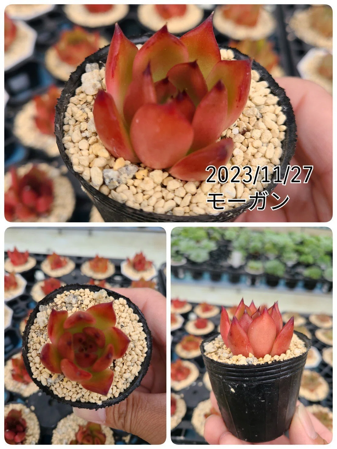 エケベリア品種紹介 その2｜midoritoridori