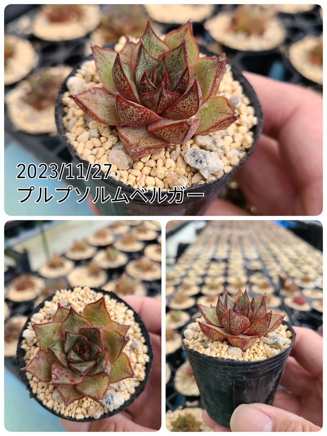 【希少！　初版！　美品！】　​花卉園芸大百科 16　観葉植物　サボテン　多肉植物 希少！ 初版！ 美品！】 ​花卉園芸大百科 16 観葉植物 サボテン 多肉