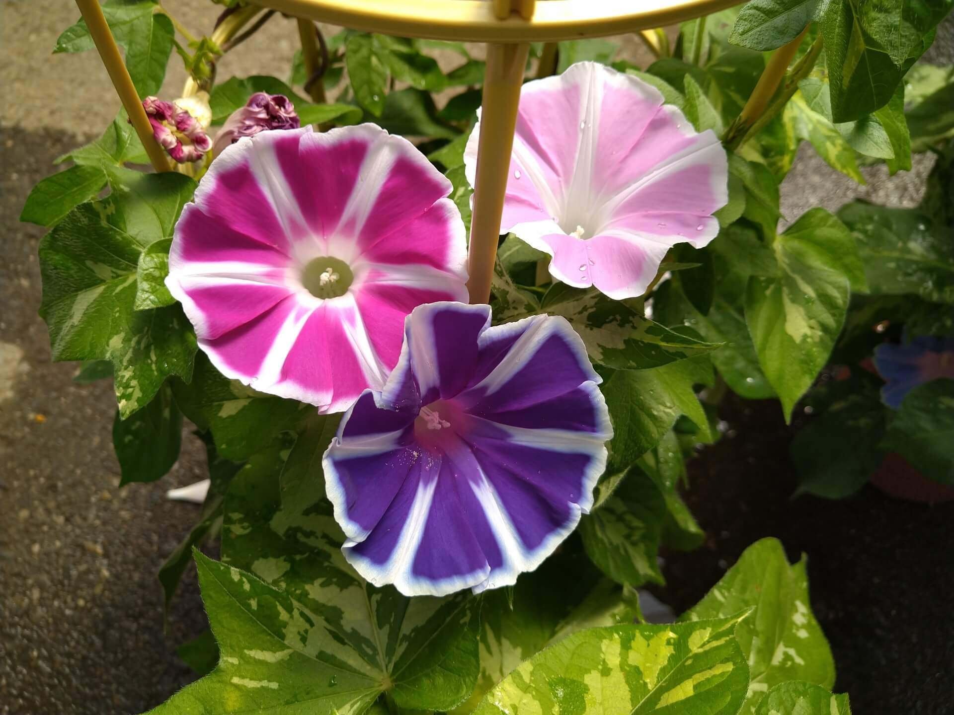 児島虎次郎】日本を代表する印象派の画家｜日本花卉文化株式会社