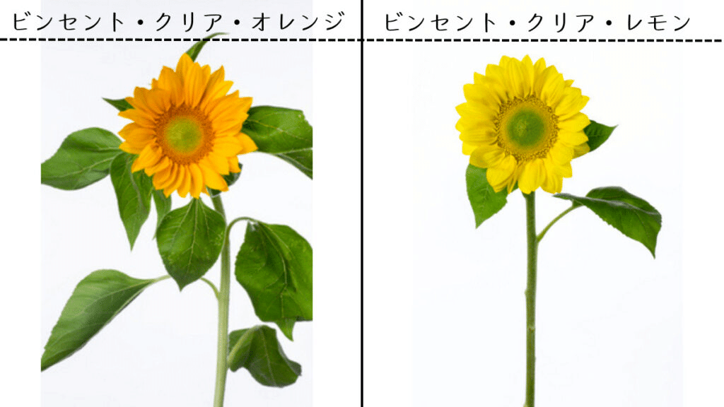 画家 フィンセント・ファン・ゴッホが描いたひまわり|ayaki 画家 フィンセント・ファン・ゴッホが描いたひまわり|ayaki