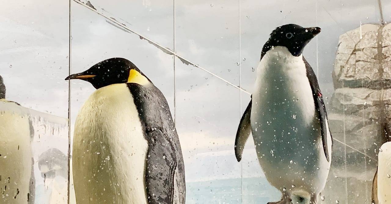 皇帝ペンギンに会いに名古屋港水族館へ｜shinogi