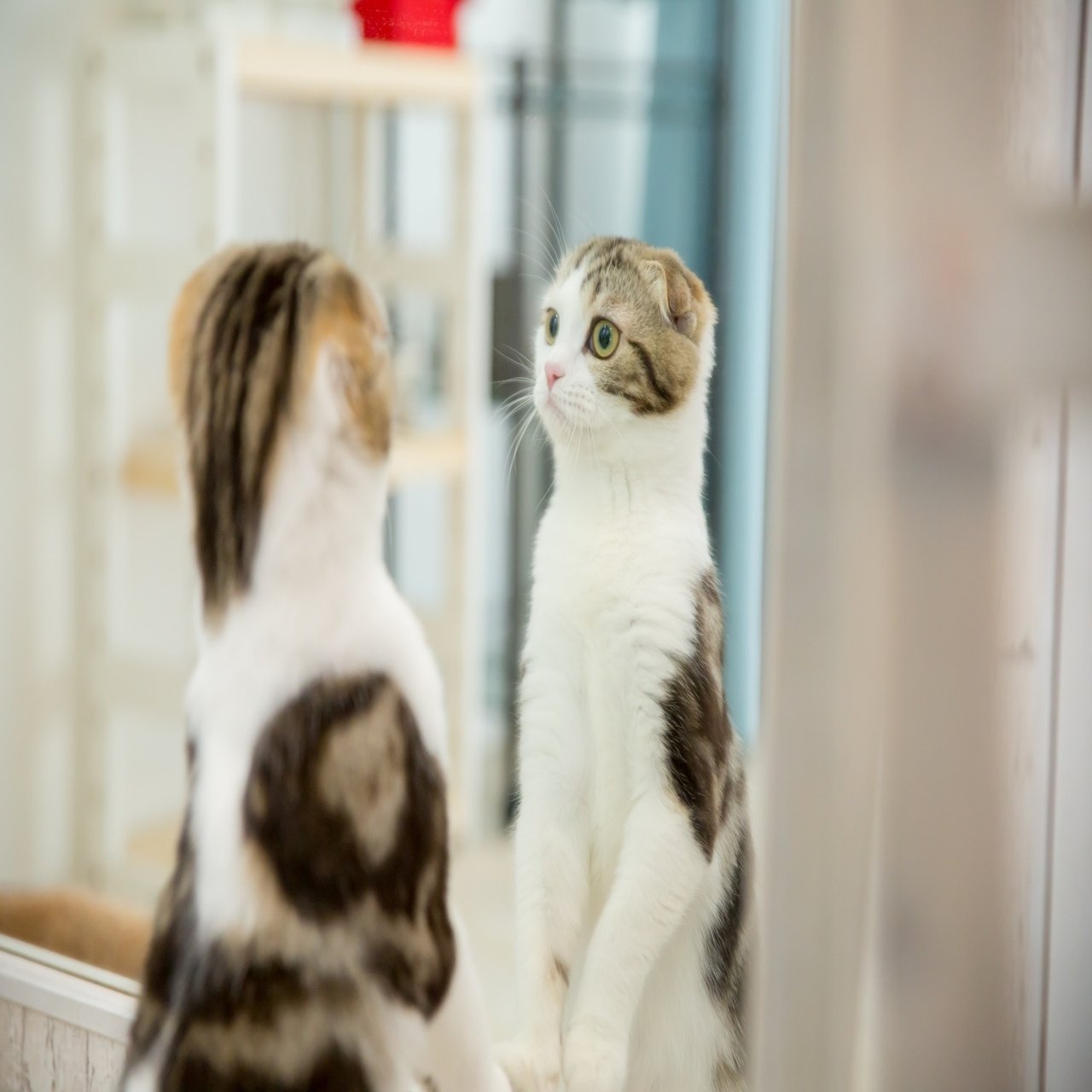 猫は2本足でまっすぐ立てるのか？本気を出した猫の背中を分度器で測ってみると…結果は88度→ほぼ垂直に立てることが判明｜Cat  Press（キャットプレス）, image size:1920x1280