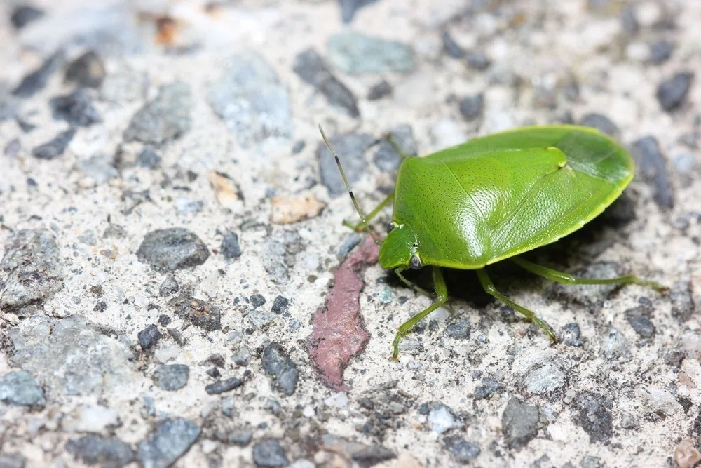 よく見るカメムシ7選|竜洋昆虫自然観察公園