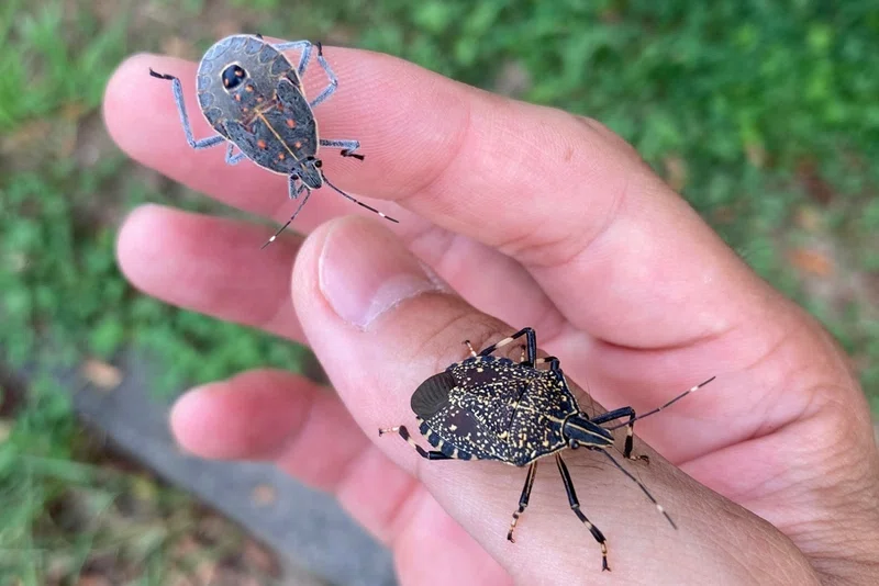 よく見るカメムシ7選|竜洋昆虫自然観察公園