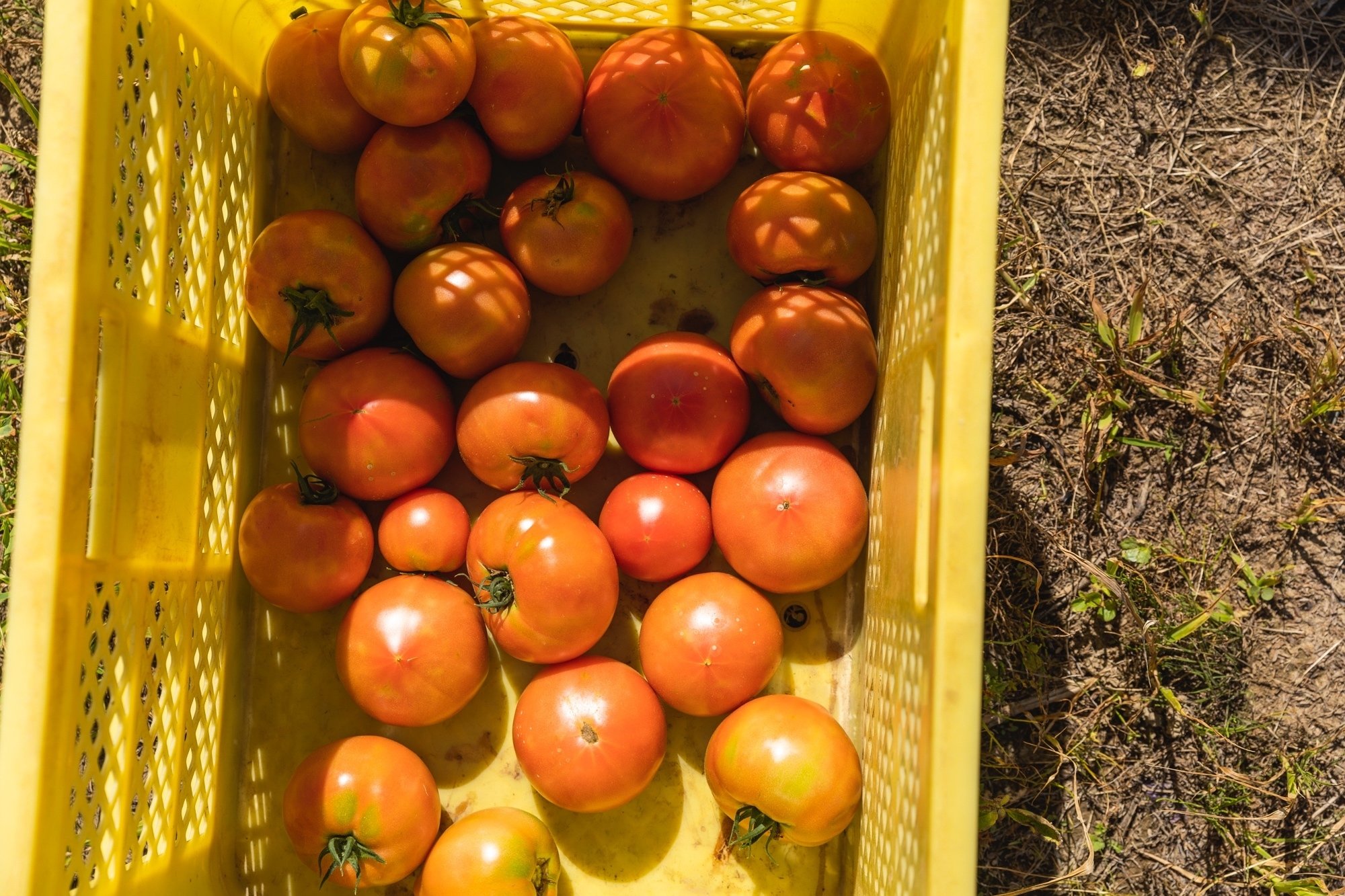 夏の太陽をたっぷりと浴びて育った完熟トマトの旨みをギュッと凝縮