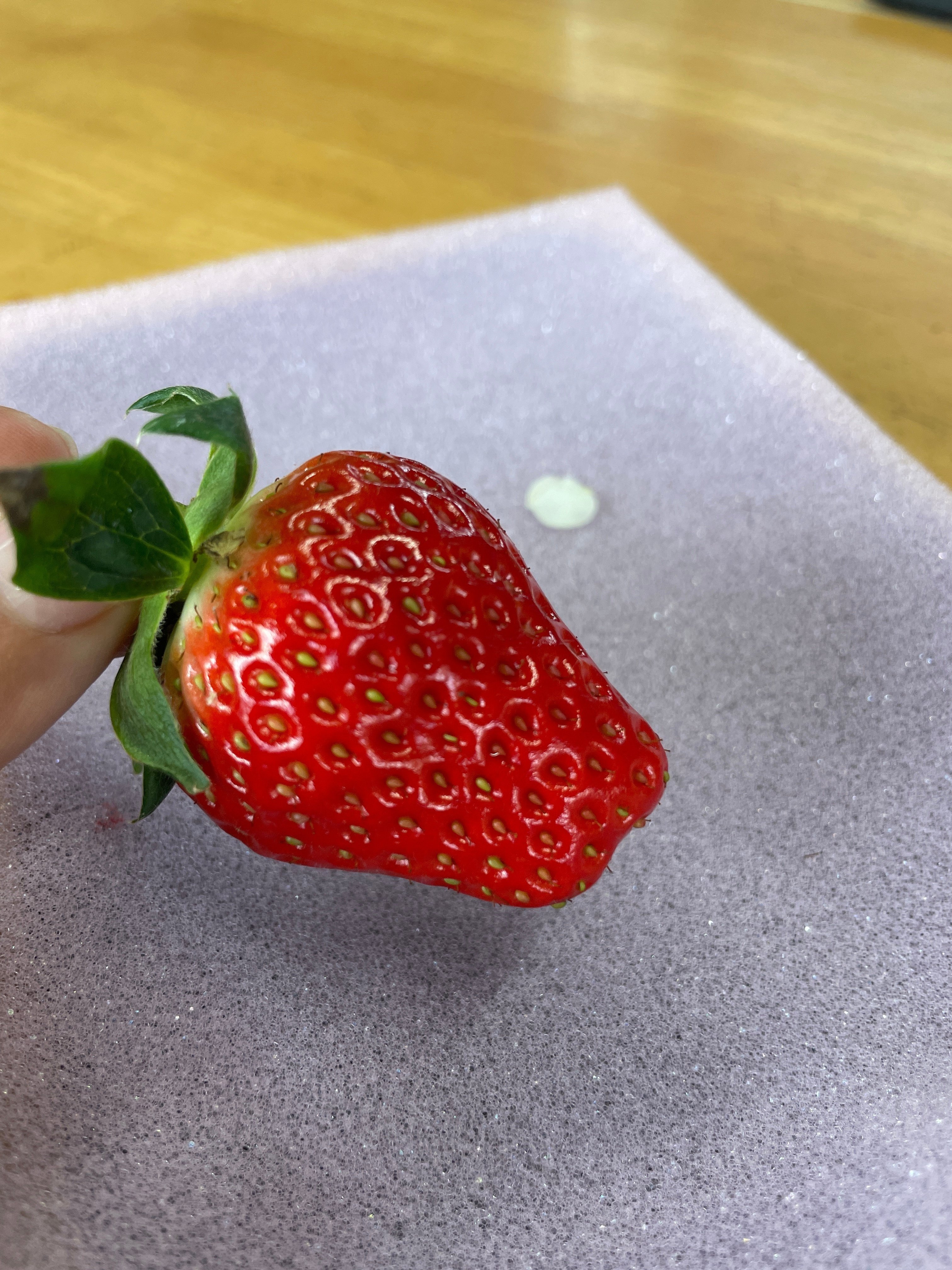 口にしたら笑顔になる美味しい苺を。試行錯誤も楽しみながら、瀬戸内で