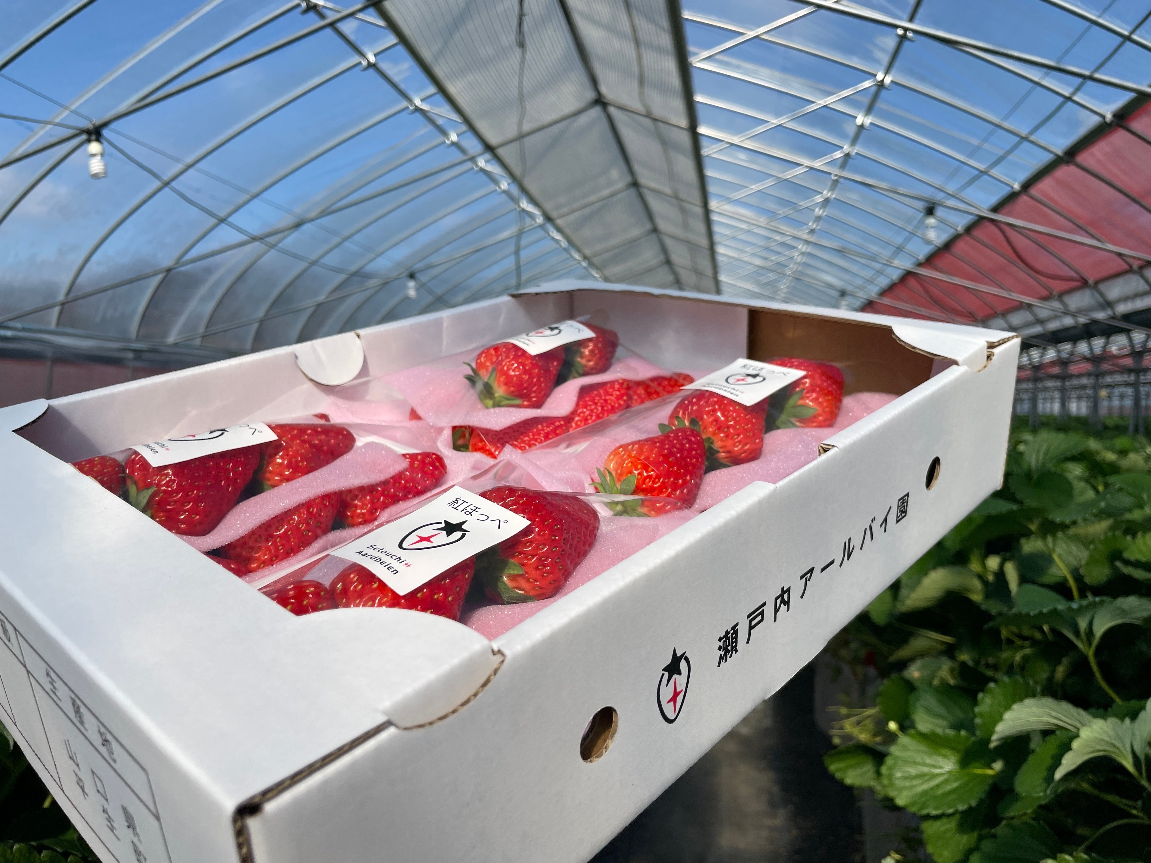 口にしたら笑顔になる美味しい苺を。試行錯誤も楽しみながら、瀬戸内で