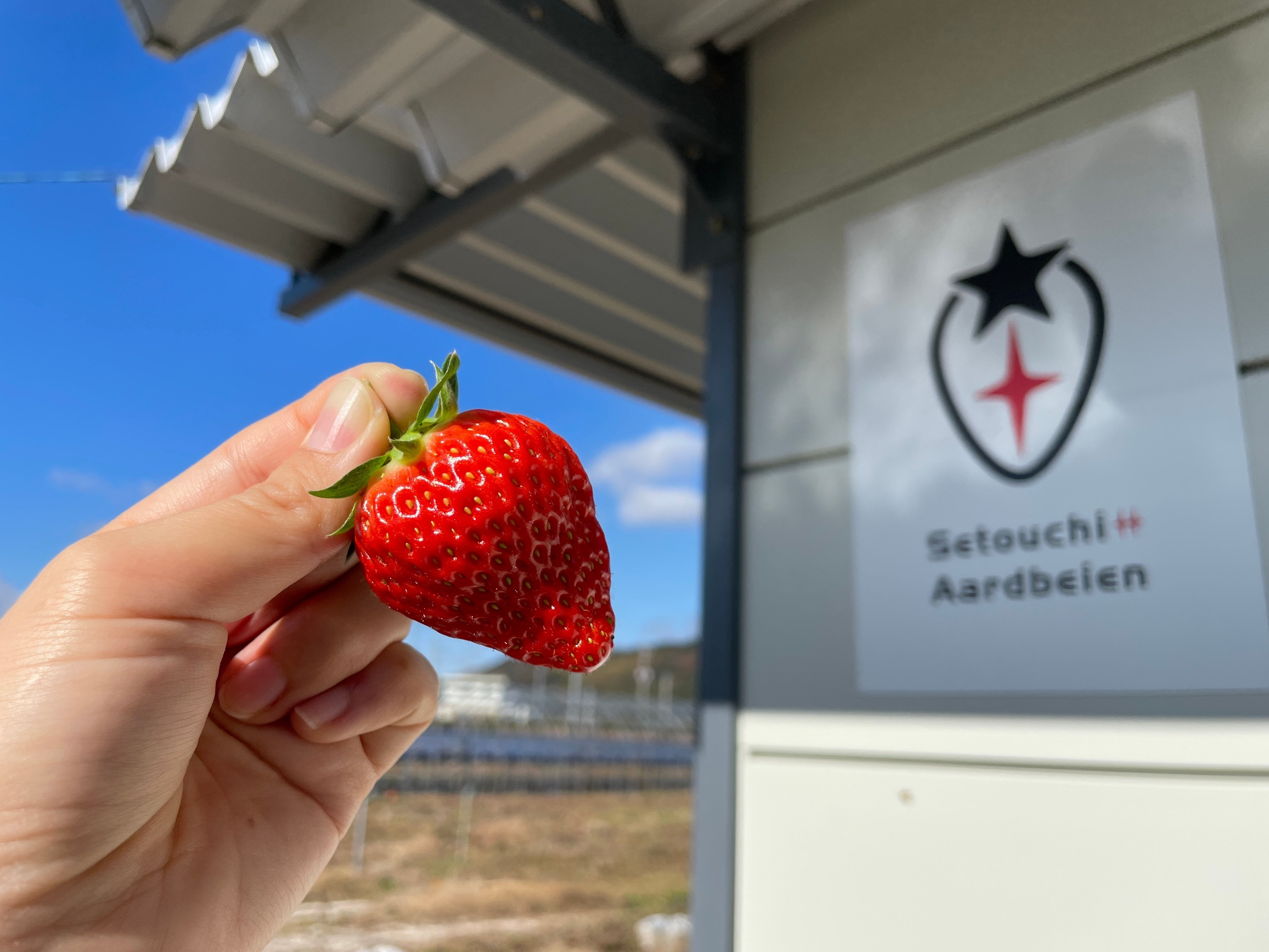 口にしたら笑顔になる美味しい苺を。試行錯誤も楽しみながら、瀬戸内で