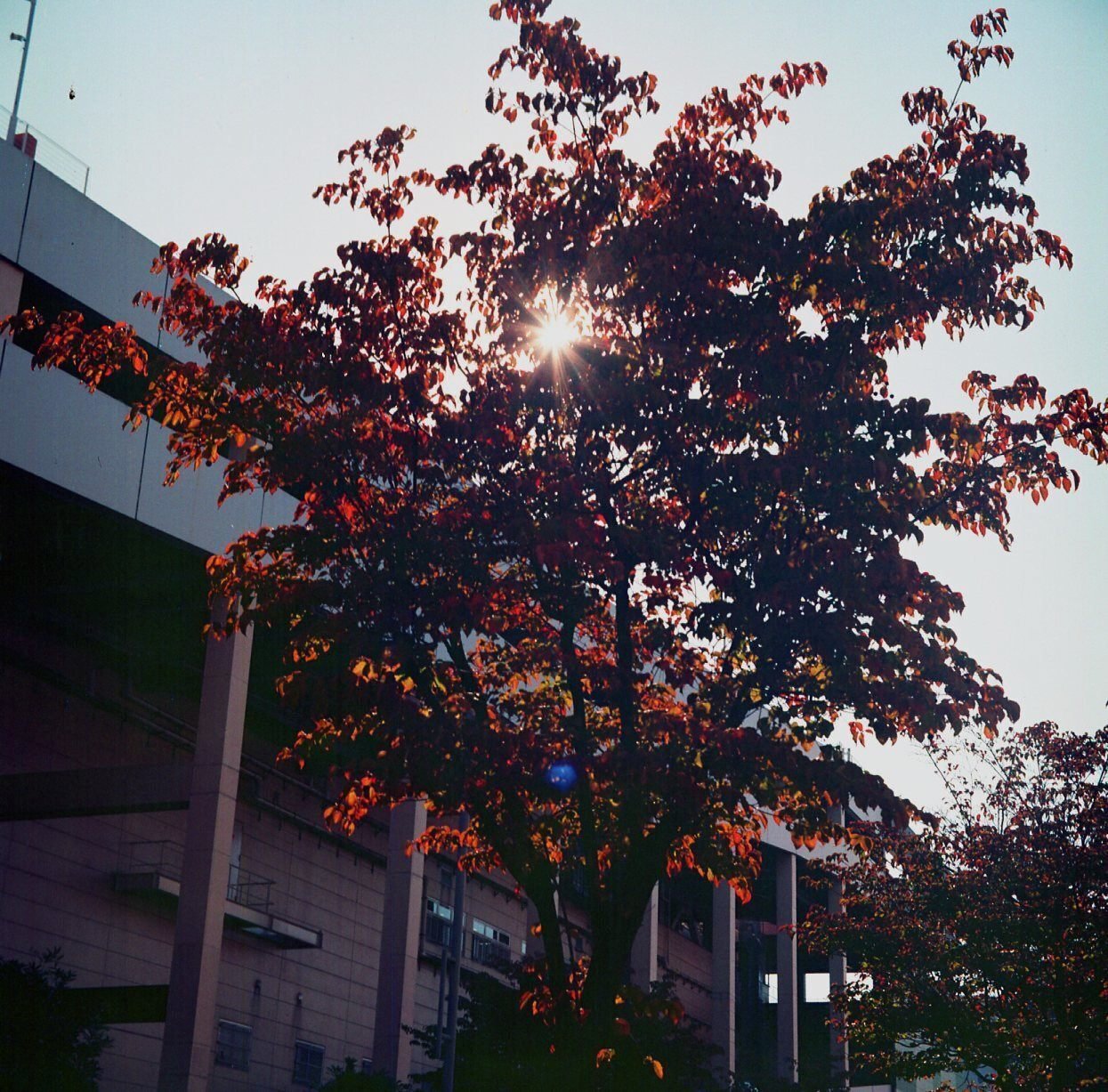 kazのこんなカメラ㉗ Greatwall (長城) DF-5｜kaz@Pinguist!