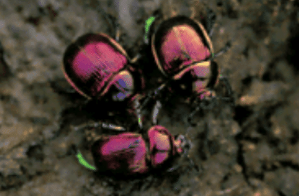 レポート】オオセンチコガネ――この輝きの価値は生活道具と同じくらい