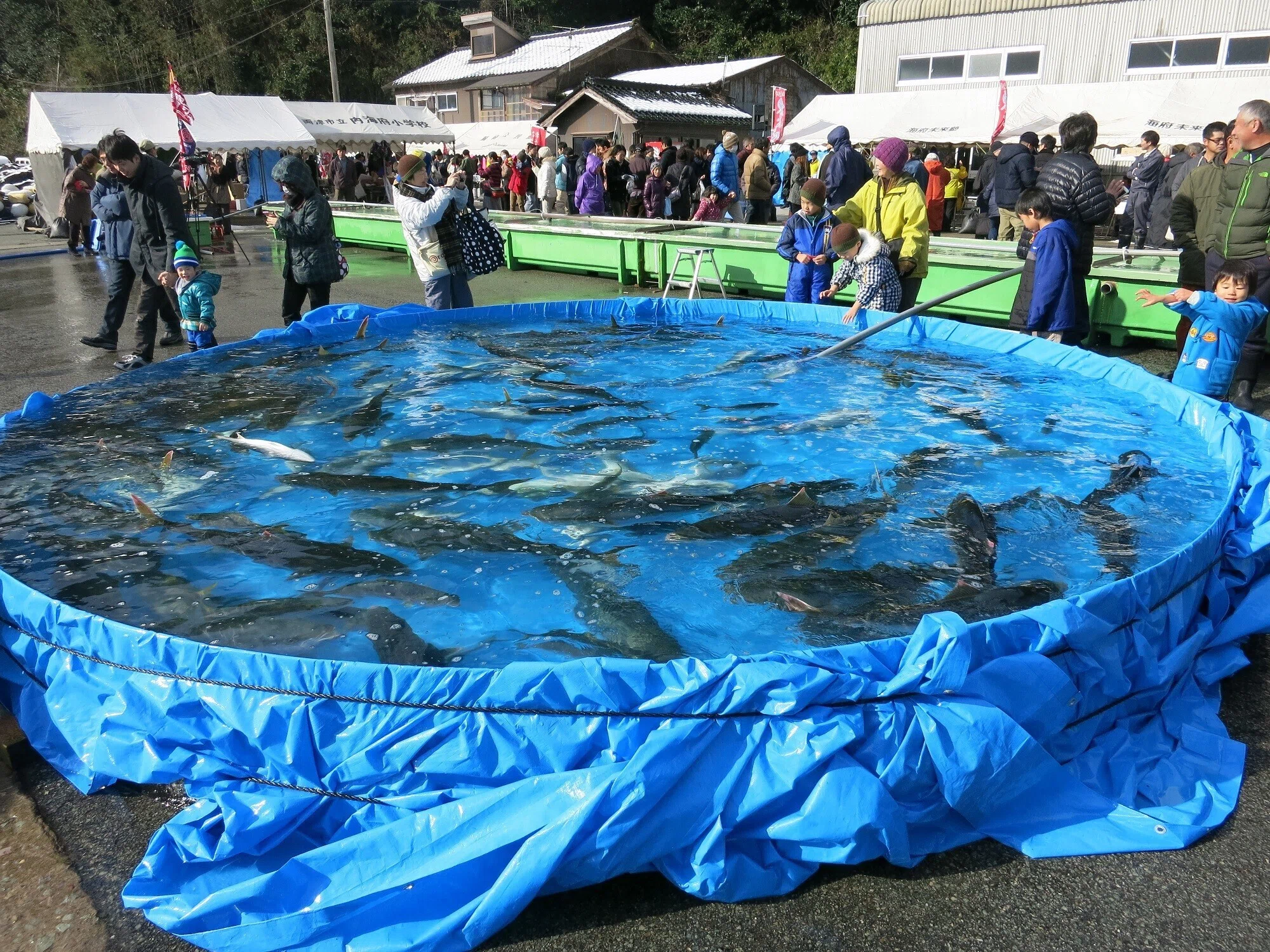 佐渡島 寒ぶり祭り