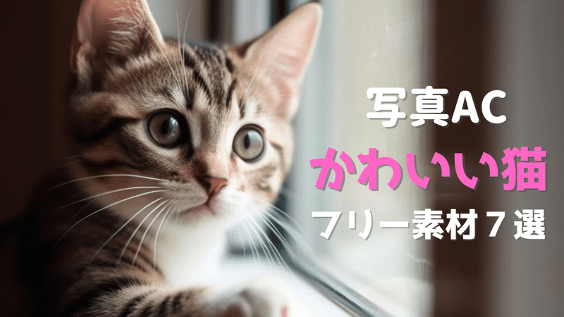 【写真AC】「かわいい猫」のフリー素材７選