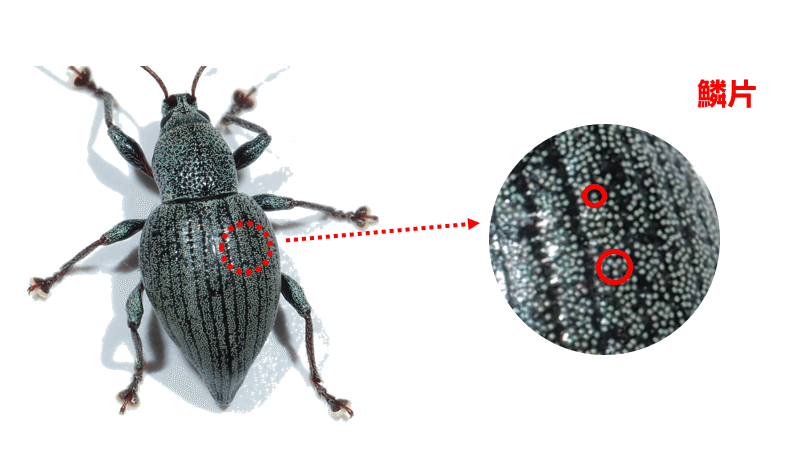 森の小さな宝石たち ―母島列島のヒメカタゾウムシ―｜都レンジャー