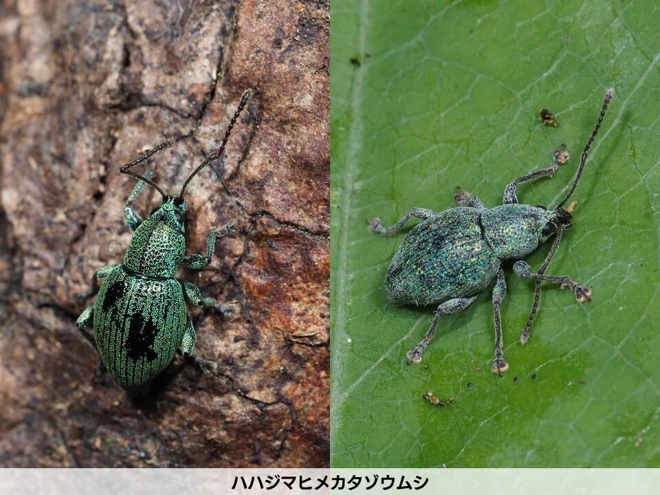 森の小さな宝石たち ―母島列島のヒメカタゾウムシ―｜都レンジャー