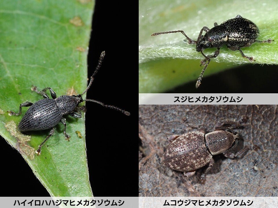 森の小さな宝石たち ―母島列島のヒメカタゾウムシ―｜都レンジャー