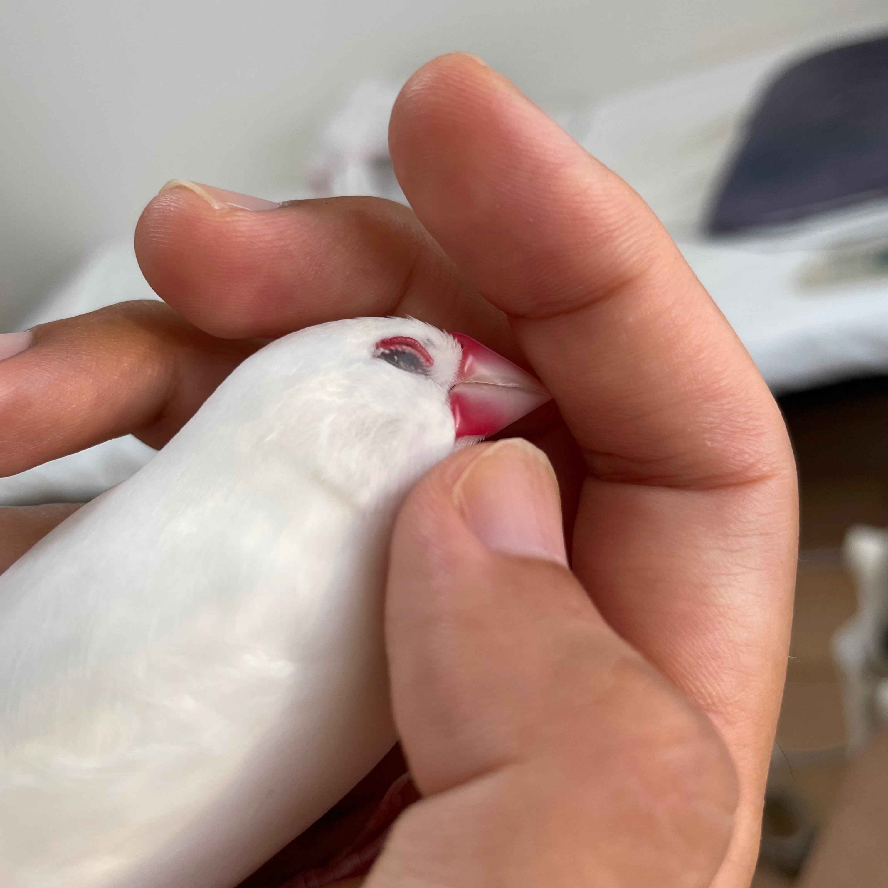 君たちはもっと文鳥の素晴らしさを知るべきだ｜シロイ