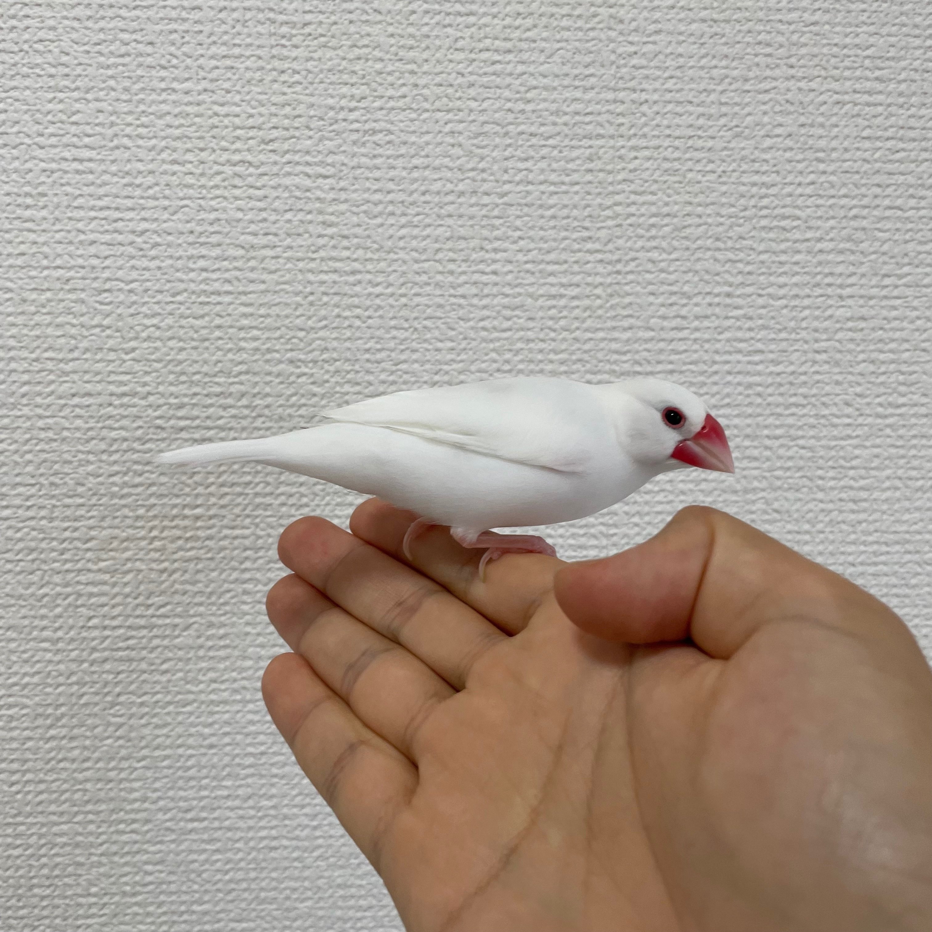 君たちはもっと文鳥の素晴らしさを知るべきだ｜シロイ