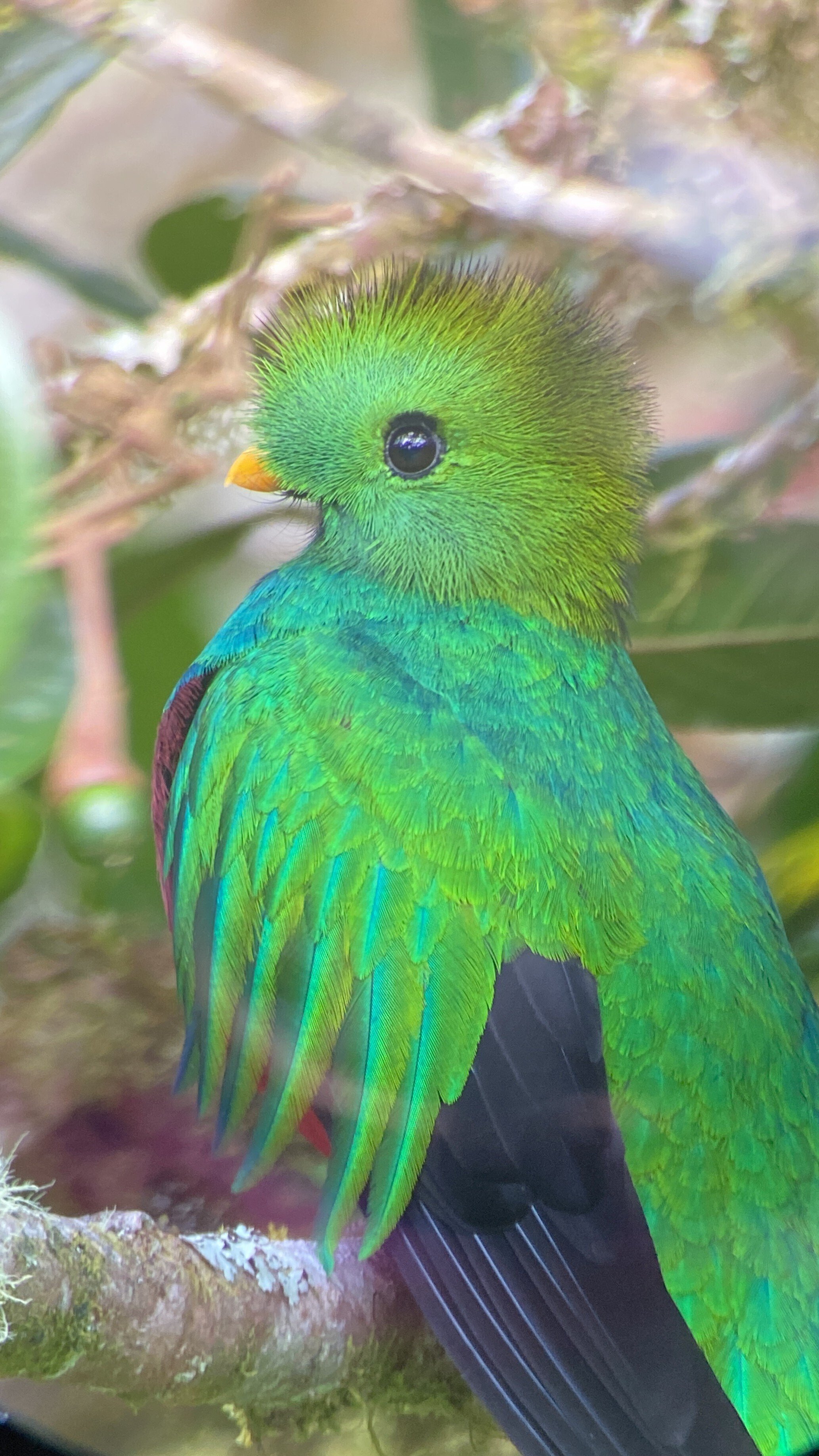 ケツァール  中南米に住むアステカ文明よりの神の化身と呼ばれる鳥 ケツァール 最も美しいと称される幻の鳥を見に行く旅｜海外旅行のSTW