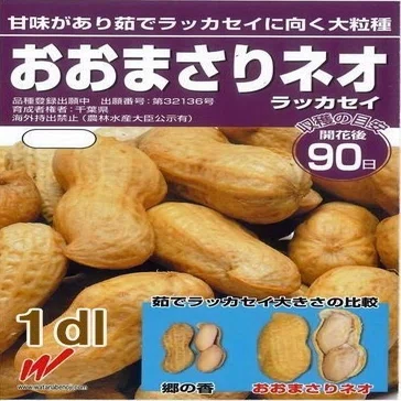 営農情報 ＃7 茹でラッカセイ用新品種「おおまさりネオ」の試験栽培 
