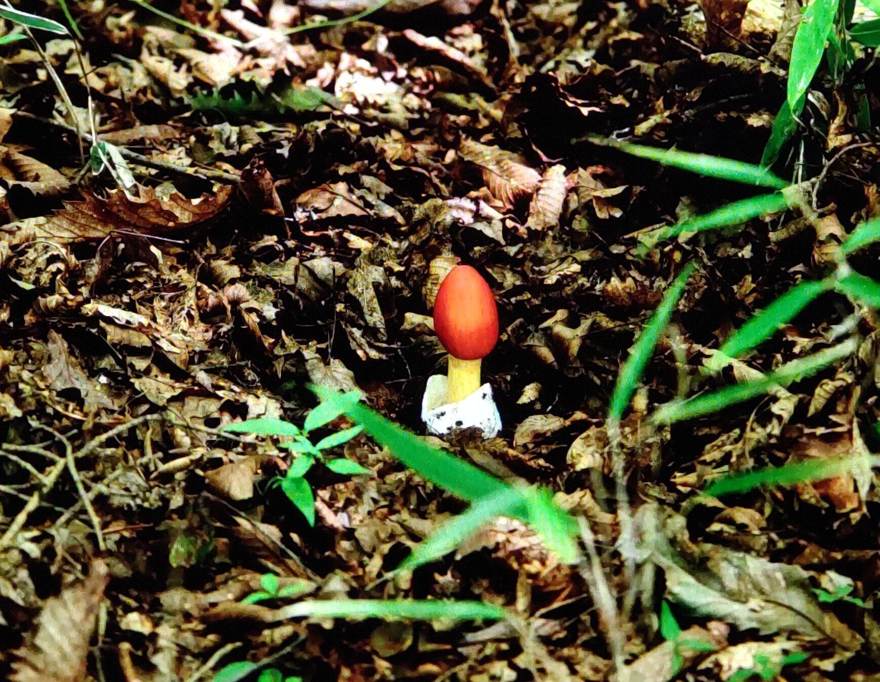 奥日光の毒キノコ①〜⑥｜奥日光 letter