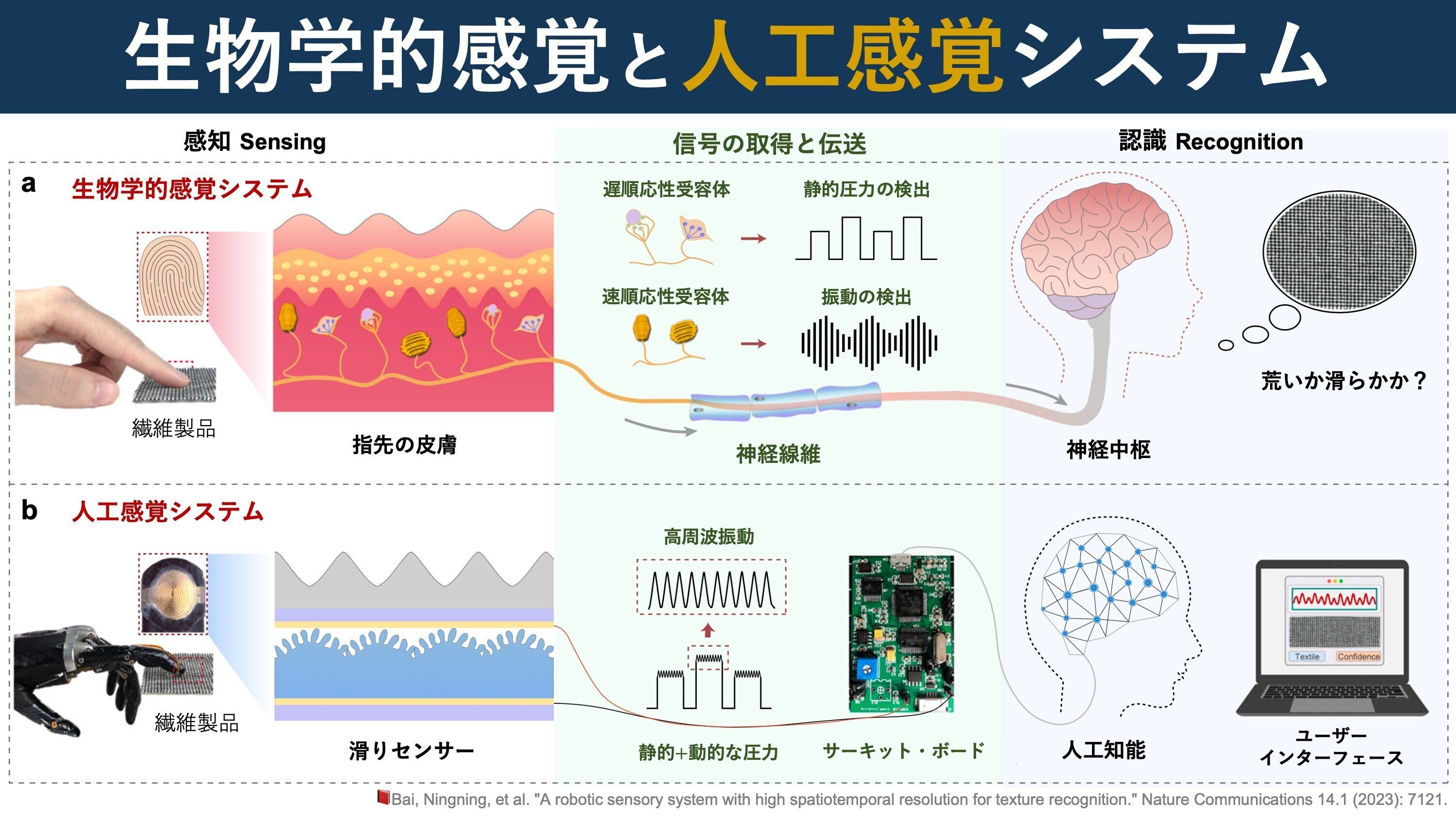 人工感覚｜Super Human | 理学療法士／保健学博士 Ph.D.