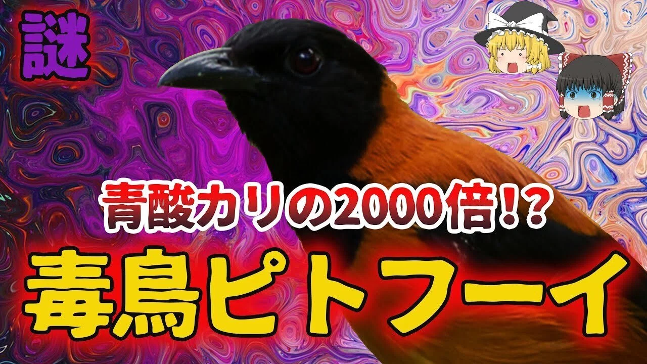 第2769回 伝説の毒鳥｜翆野 大地