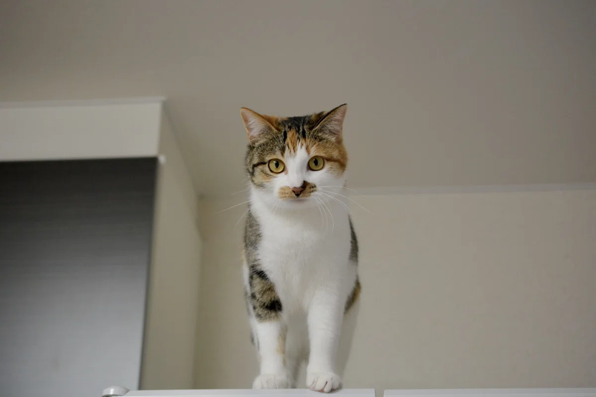 手足長ーいw」こんなにスレンダーな猫は珍しい！モデルのような体型を 