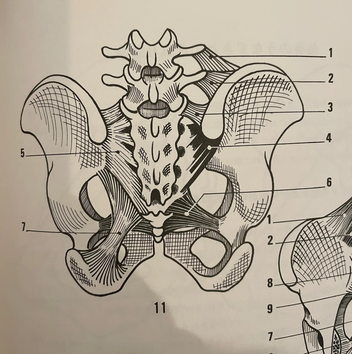 解剖学を関係性で考える〜仙骨と腰のカーブ〜|hiroki_rolfing25