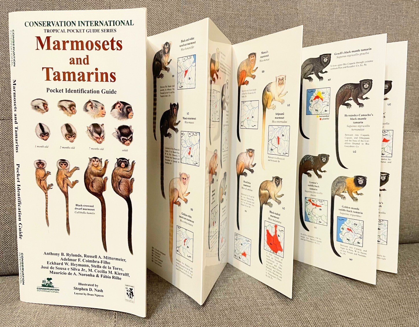 最高のお猿本を手に入れた！！｜あきたはるな