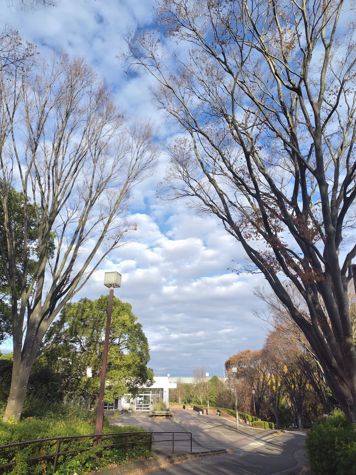 2023.12.01初冬の横浜市旭区の公園|PD’sFactory