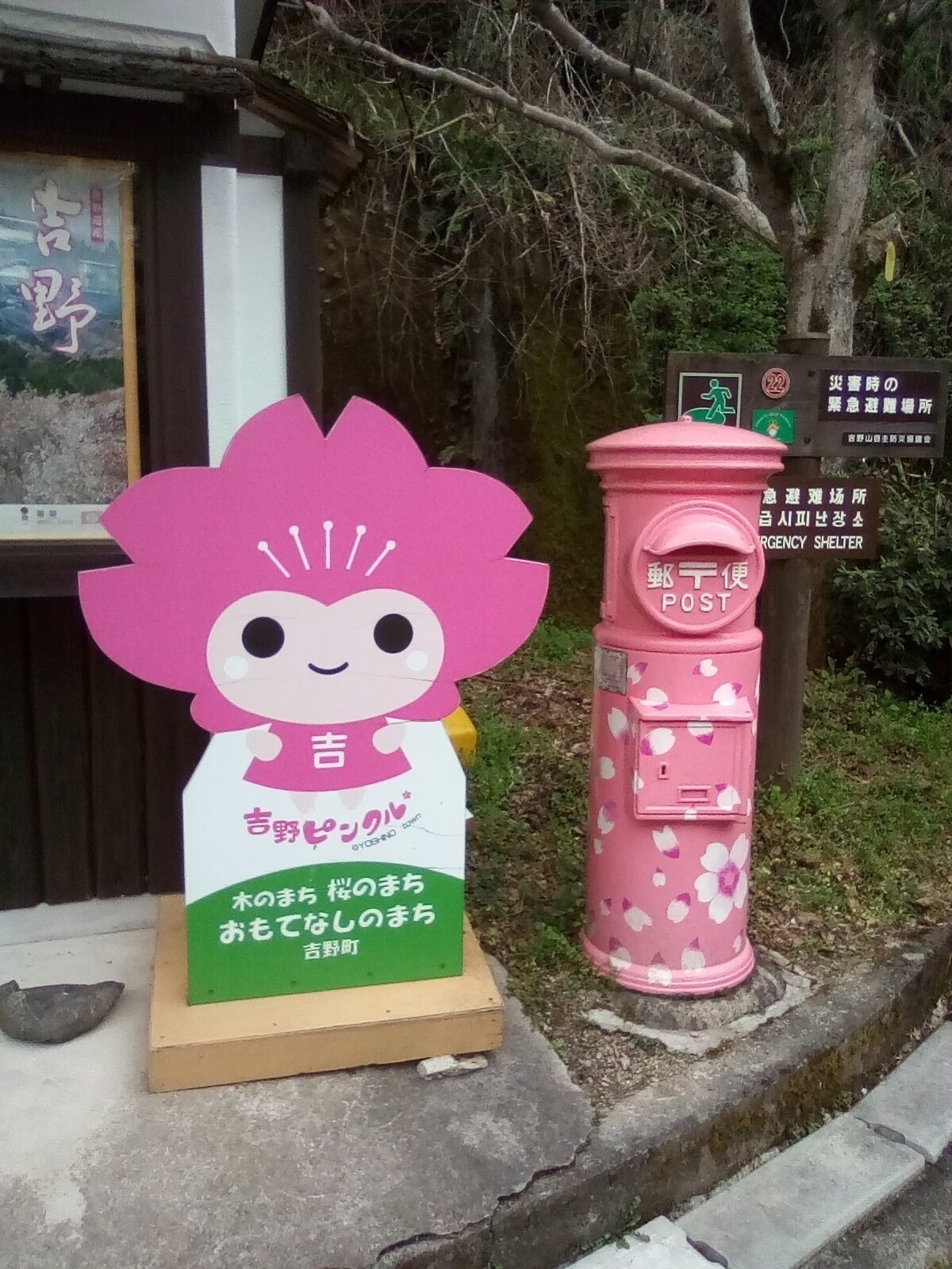 柴桜濃いピンクとニゲラ　ポスト投函いっぱい Amazon.co.jp: 宅配＆ポスト桜(ピンク） : 文房具・オフィス用品