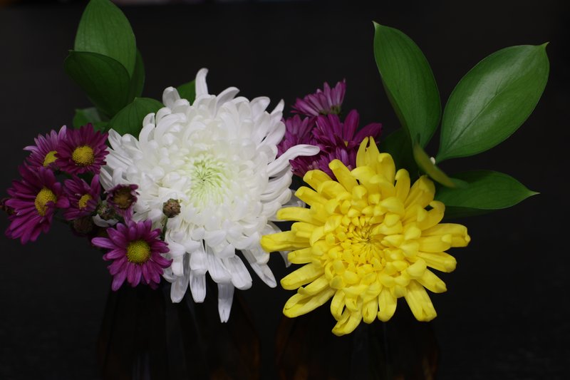 Canon R6 MarkⅡ と Pentax K1 MarkⅡ比較｜Takahiro明け方の民の調べ