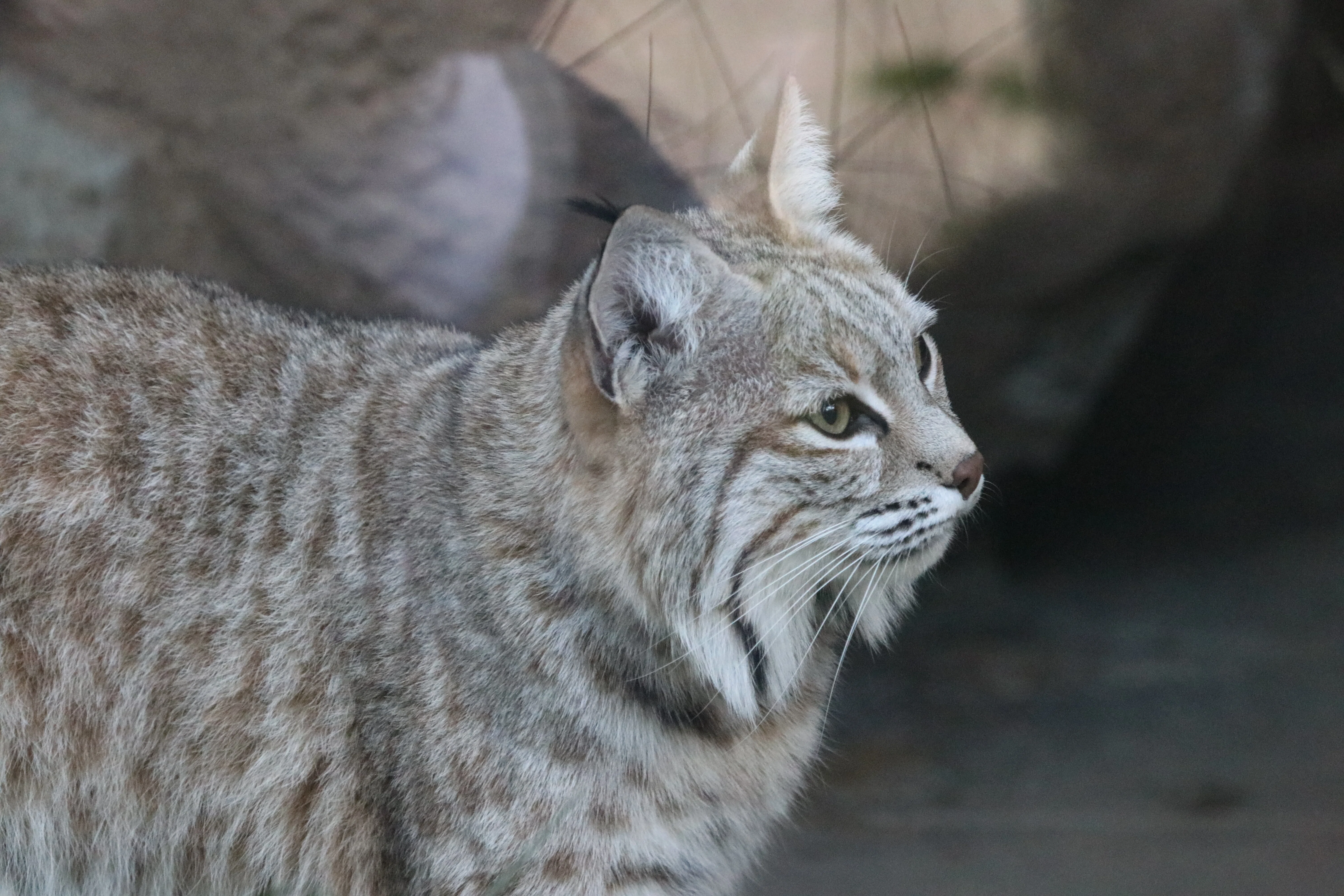 王子動物園のボブキャット、ソラちゃん｜zooandaqua