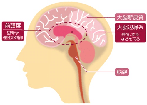 前頭葉：思考や理性の制御　大脳辺縁系：感情、本能などを司る