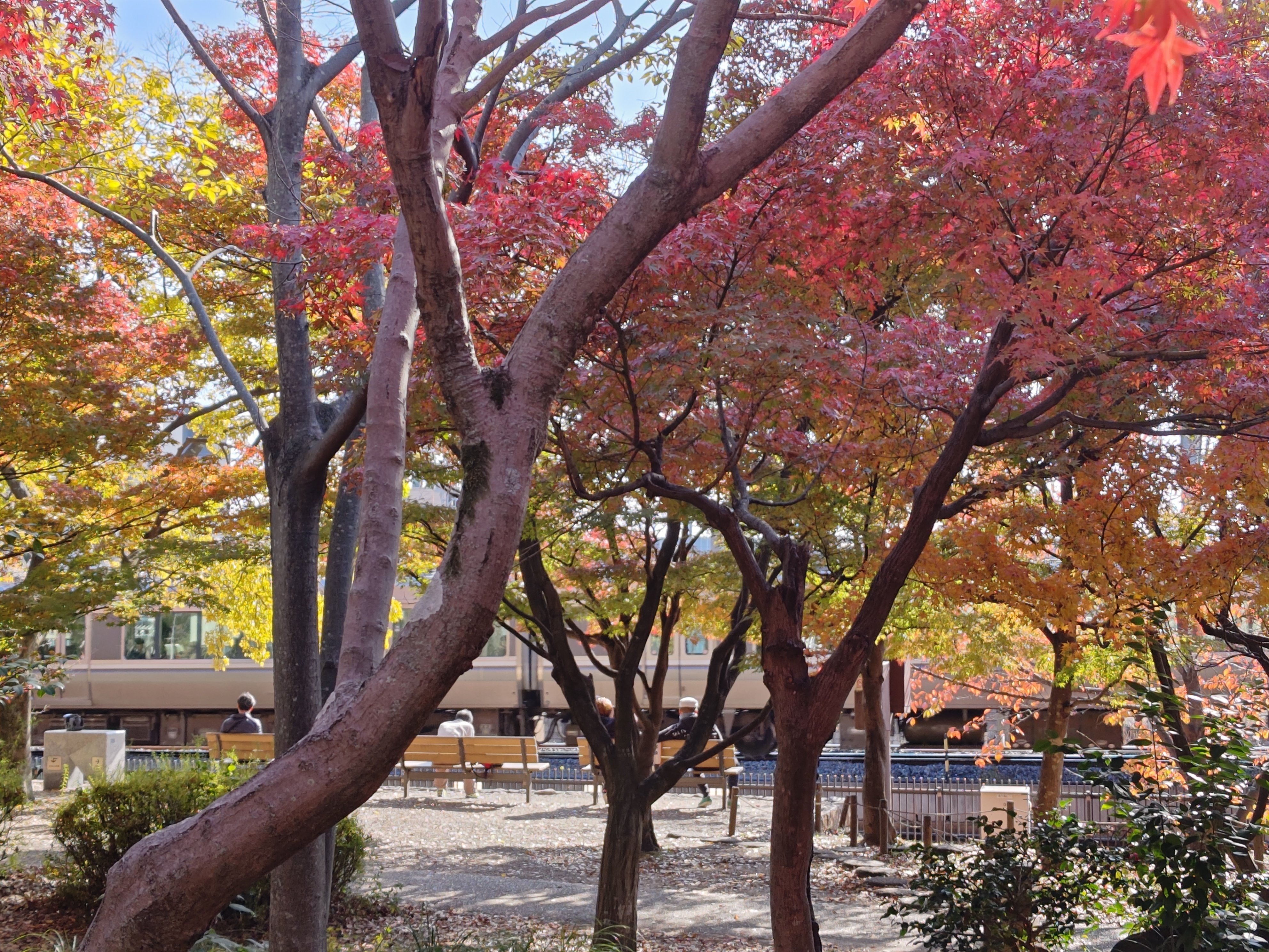 京都巡り#104 梅小路公園で紅葉散歩|アオイ 京都巡り#104 梅小路公園で紅葉散歩|アオイ