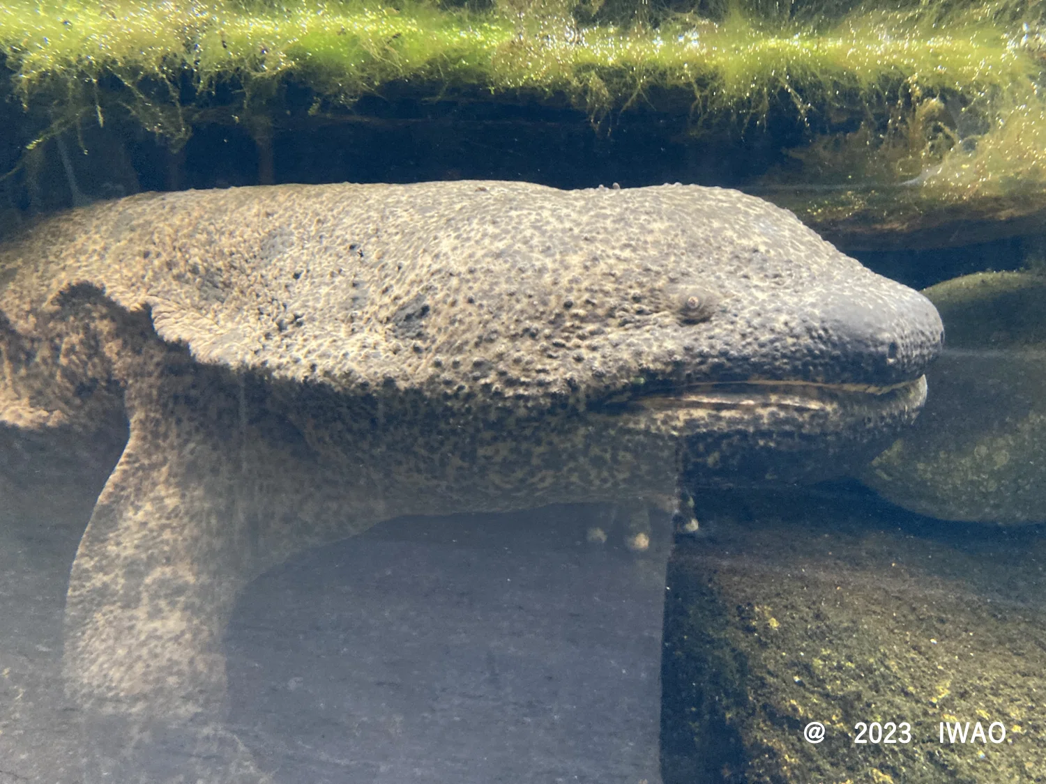 オオサンショウウオに沼った展－京都水族館企画展示－(2023/11/26
