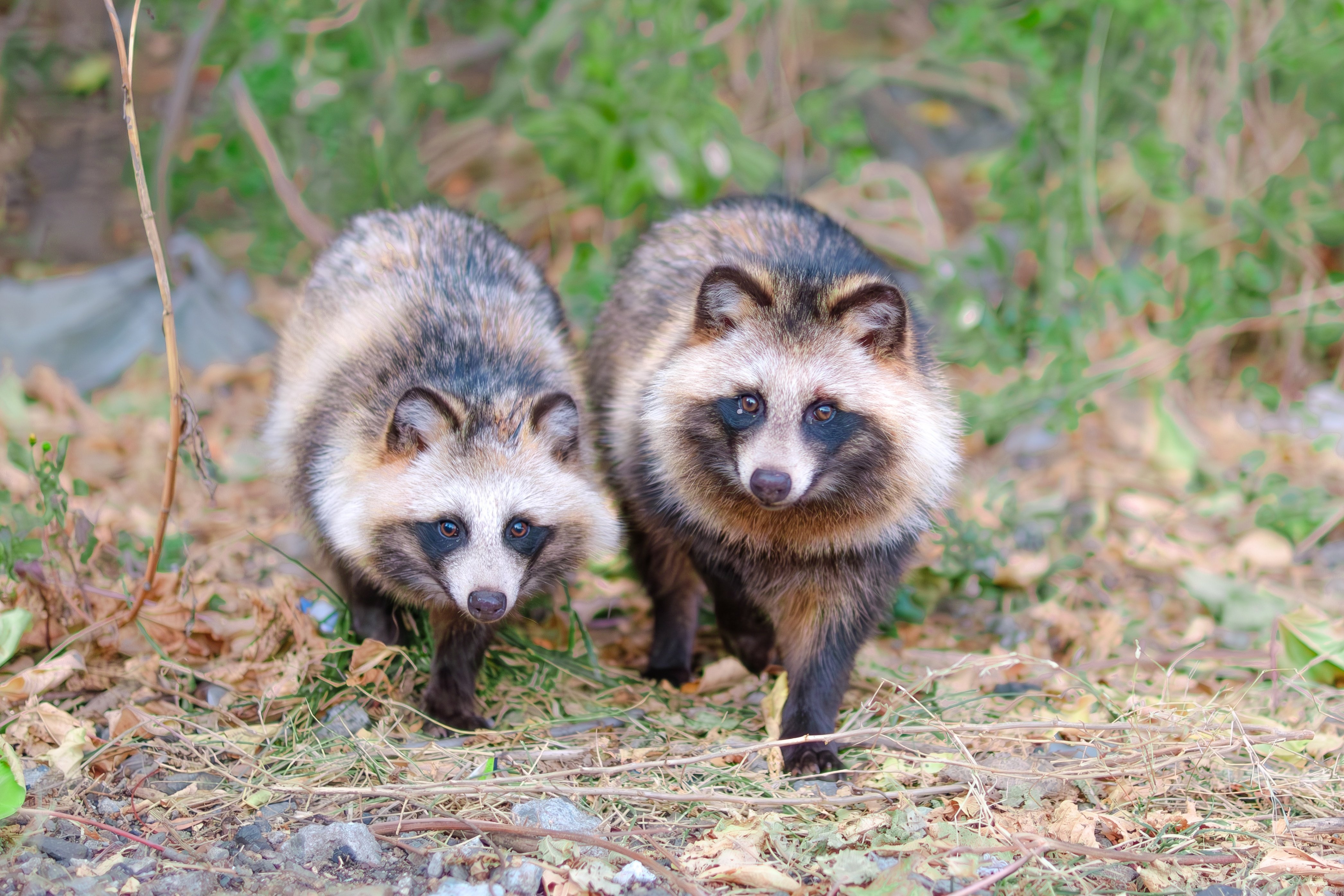 ※たぬき 1701654152393-9vz29rGX17.jpg?