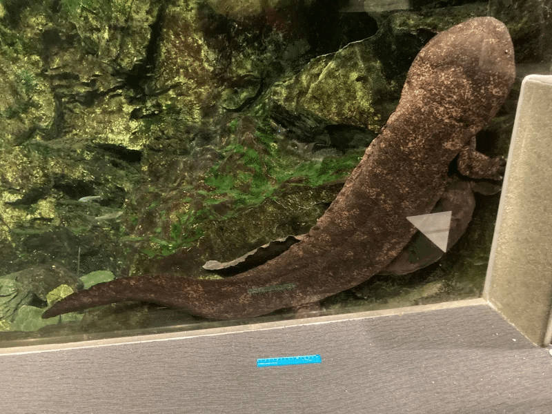 オオサンショウウオに沼った展－京都水族館企画展示－(2023/11/26