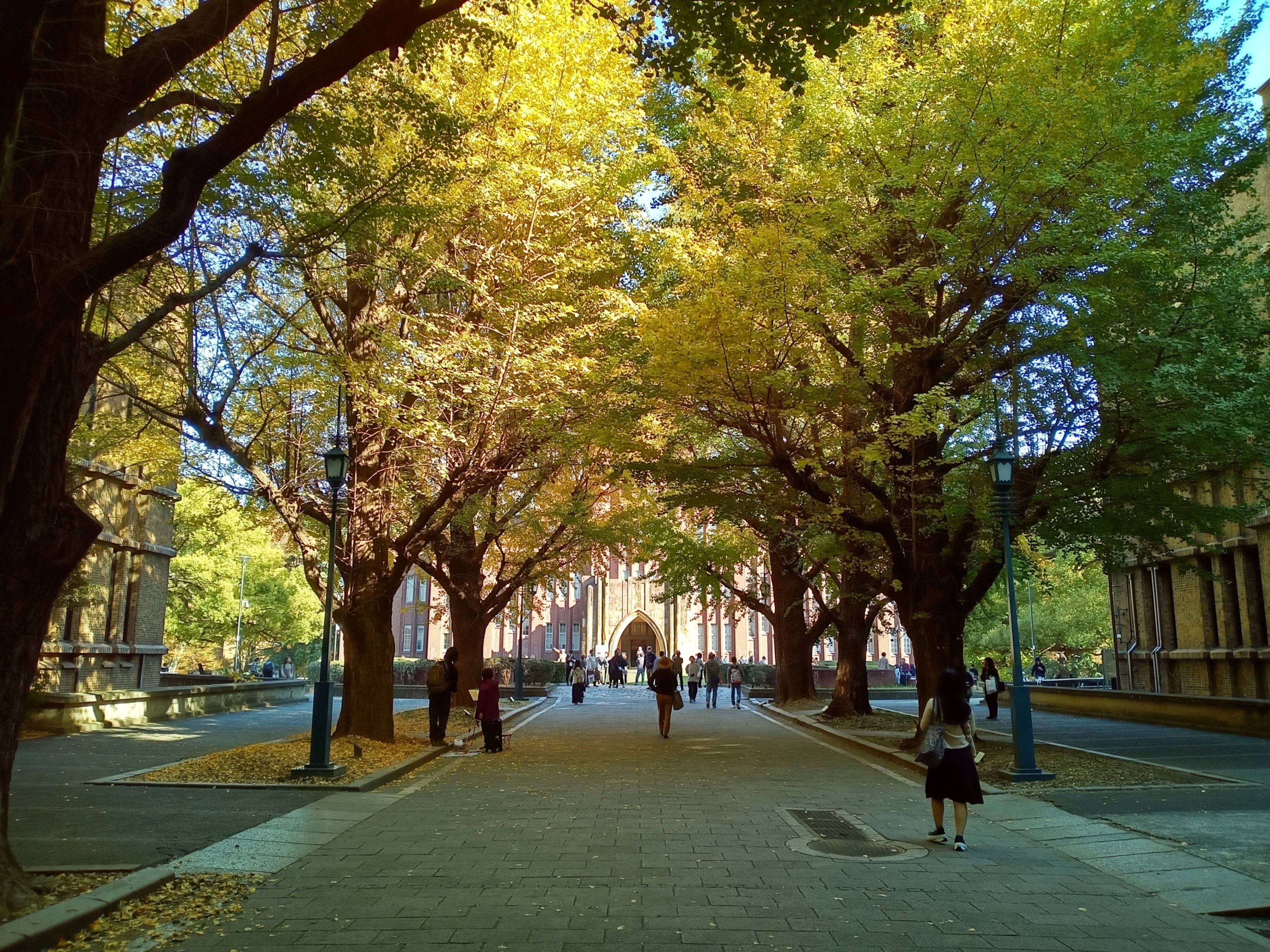 2023年11月24日 東京大学 銀杏並木と安田講堂｜siouxcitizen