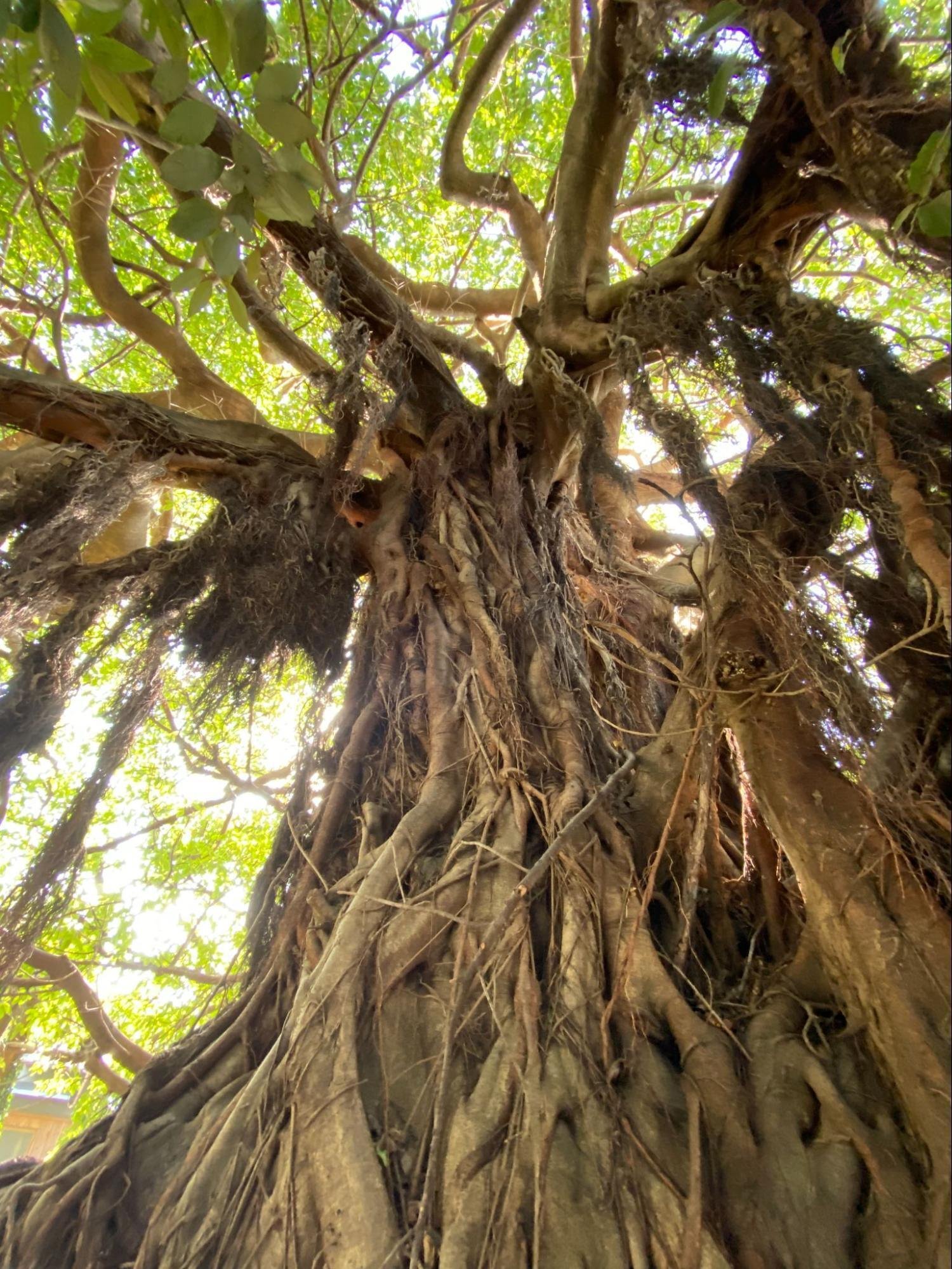 美しい盆栽 傘状の樹冠 素晴らしい10の盆栽 - 盆栽エンパイア