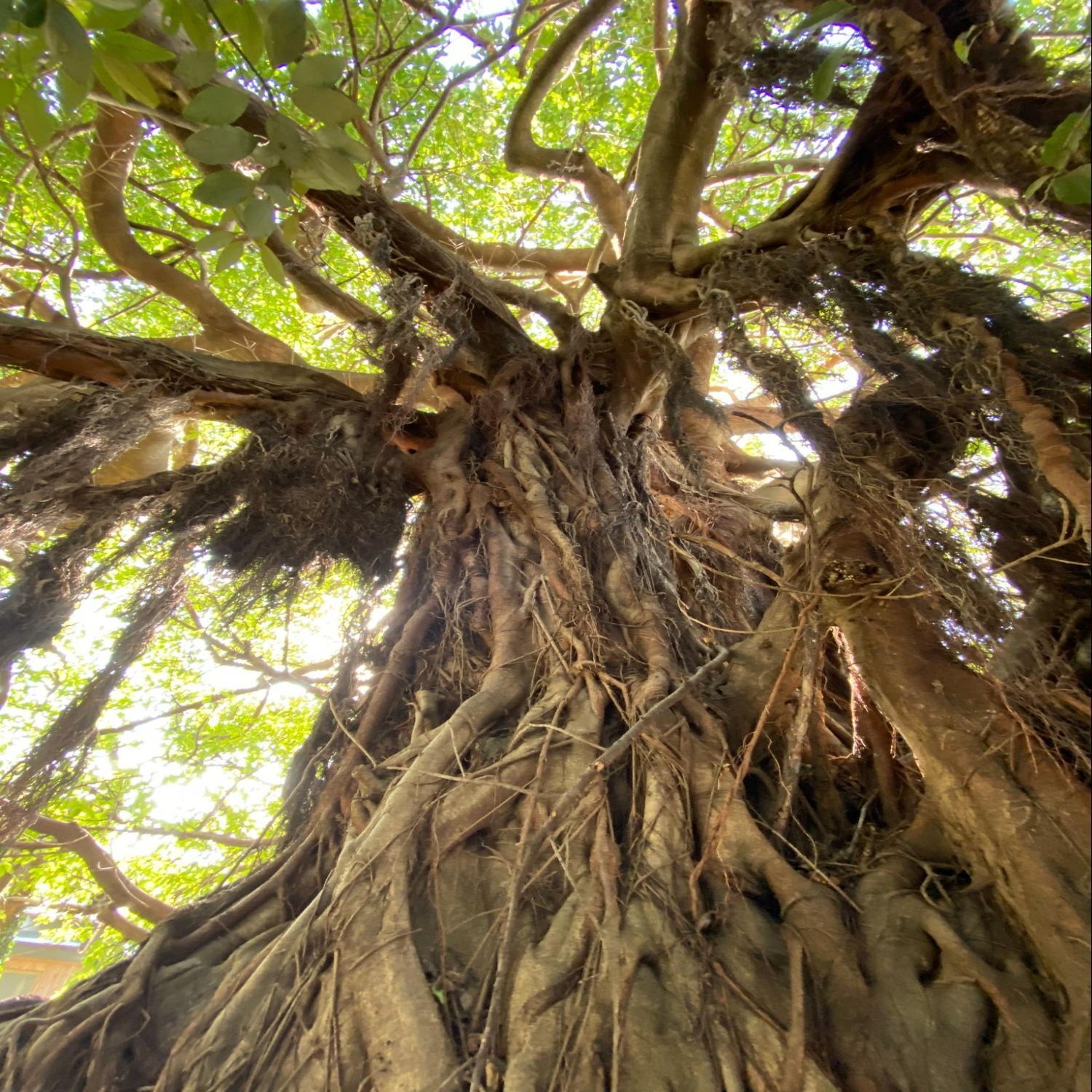 樹冠は、アートだ 〜クラウンシャイネスを追いかけて〜｜日本花卉文化株式会社, image size:1500x1999