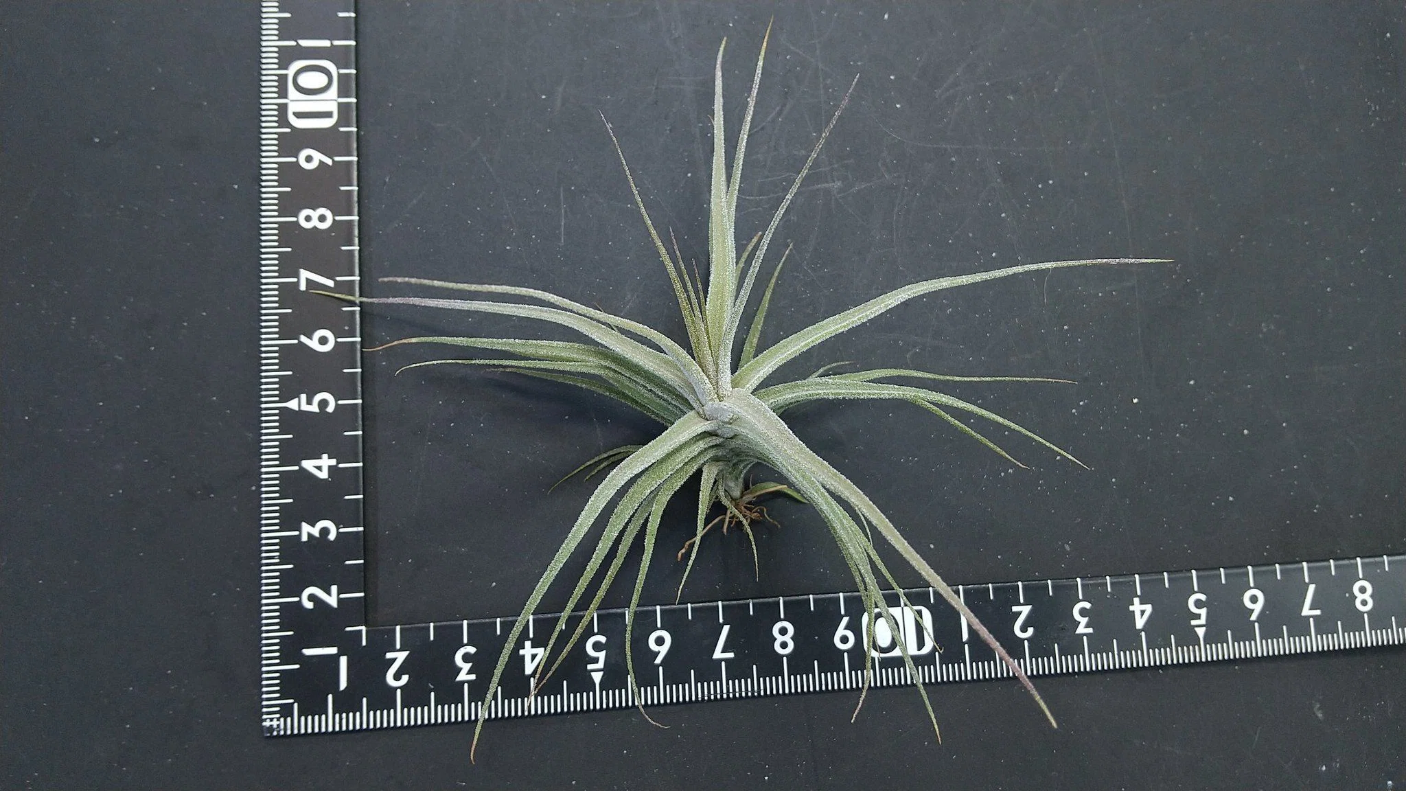 チランジア入荷リスト11/28｜NatureGarden🌿神田