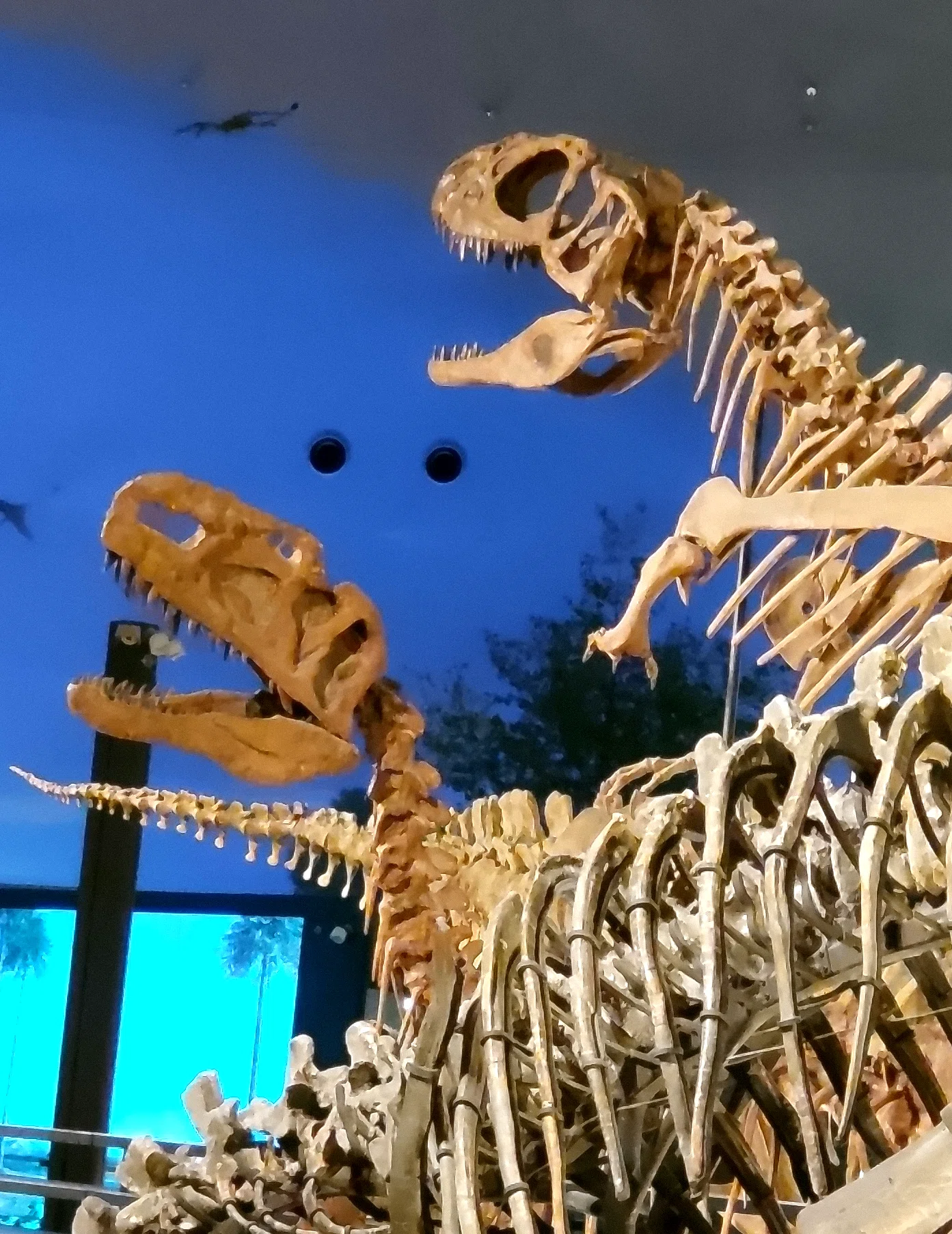 Dinosaur Standby O.K.! | Fukui Jomon Journey｜のんてり
