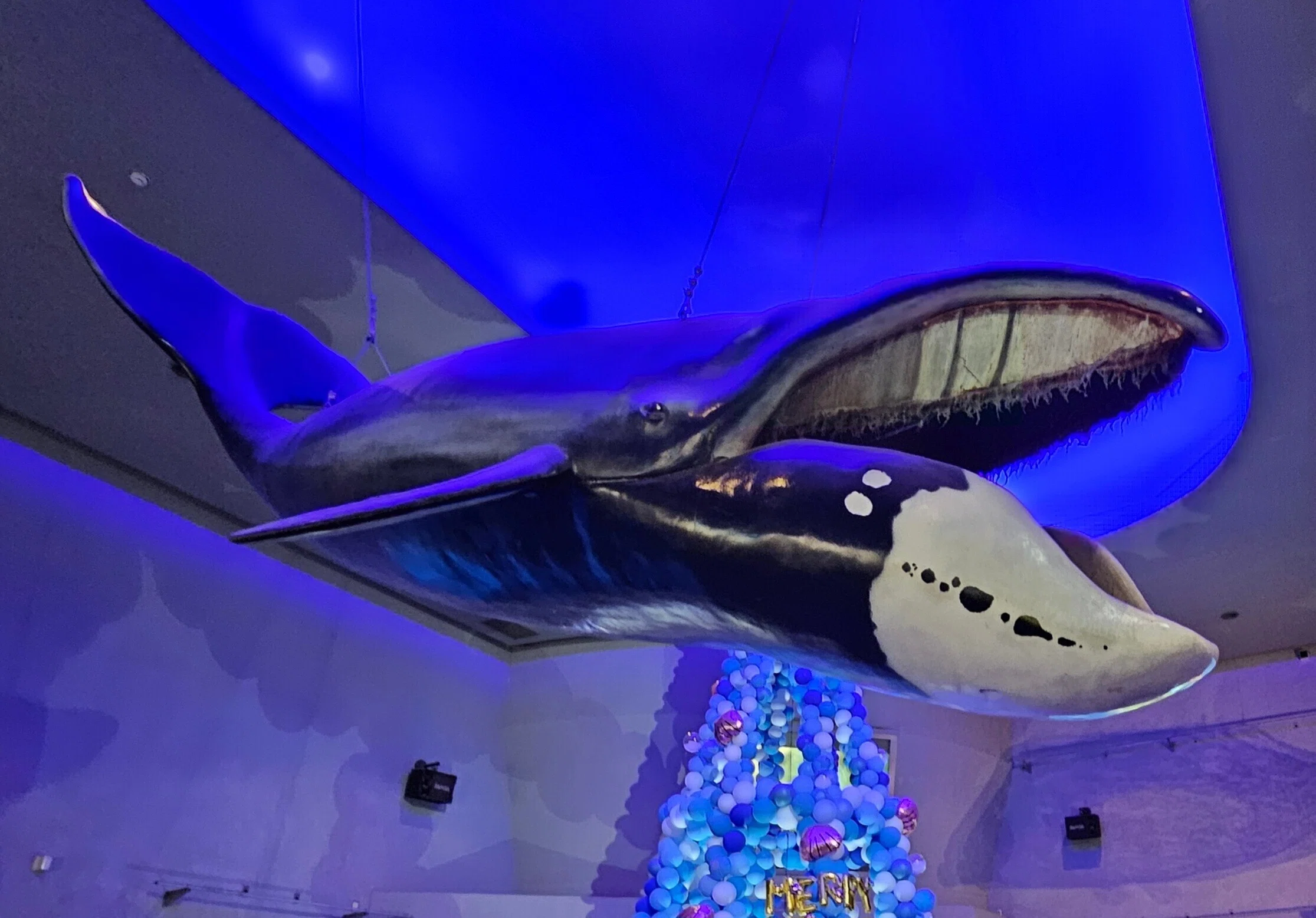 全国水族館の旅【13】鳥羽水族館｜美原さつき