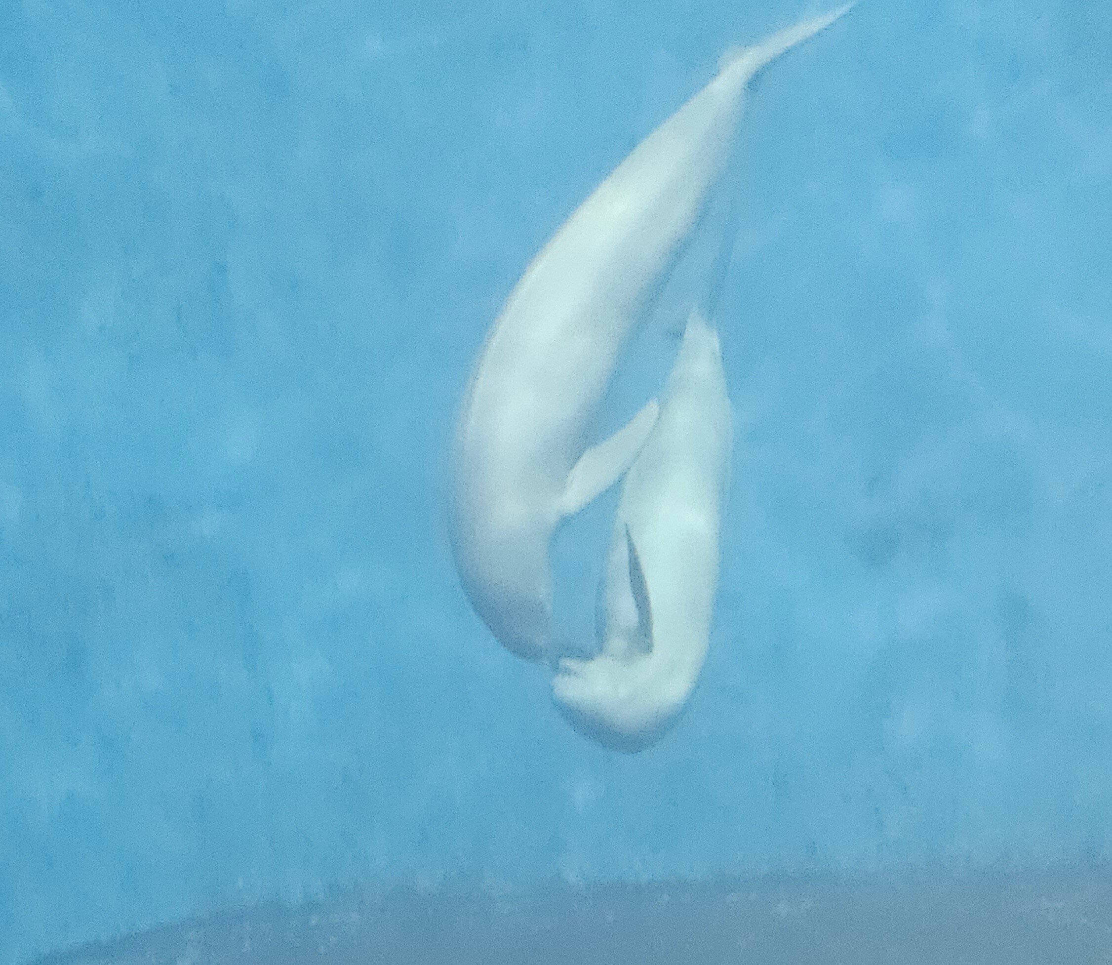 全国水族館の旅【13】鳥羽水族館｜美原さつき